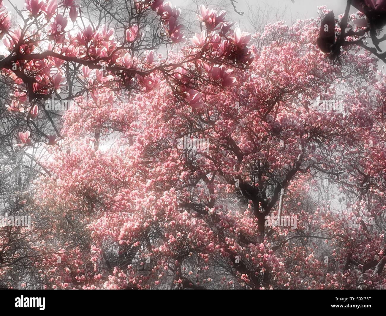 Spring time - Smartphone Captured Stock Image