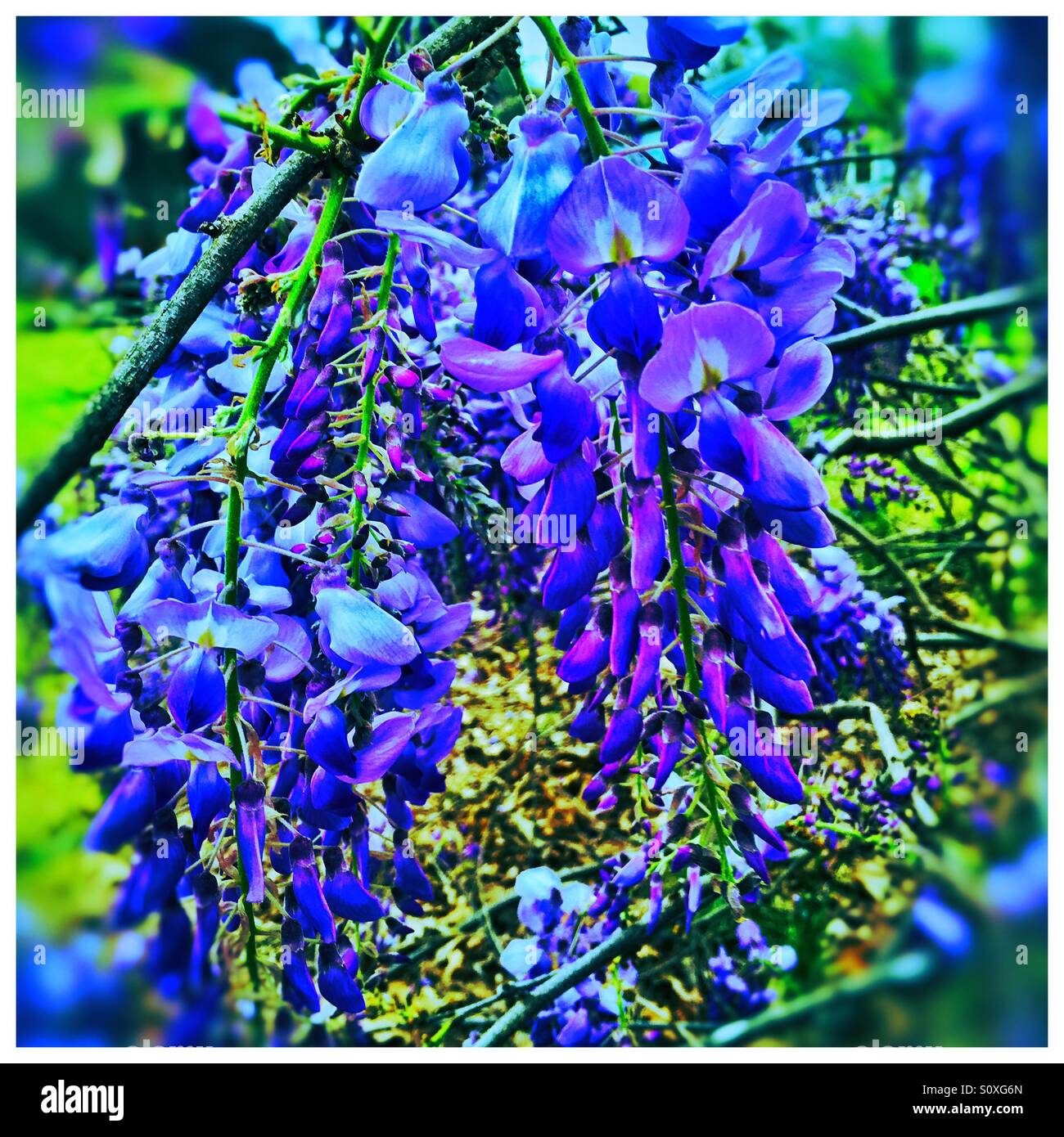 Wisteria in bold colors Stock Photo Alamy