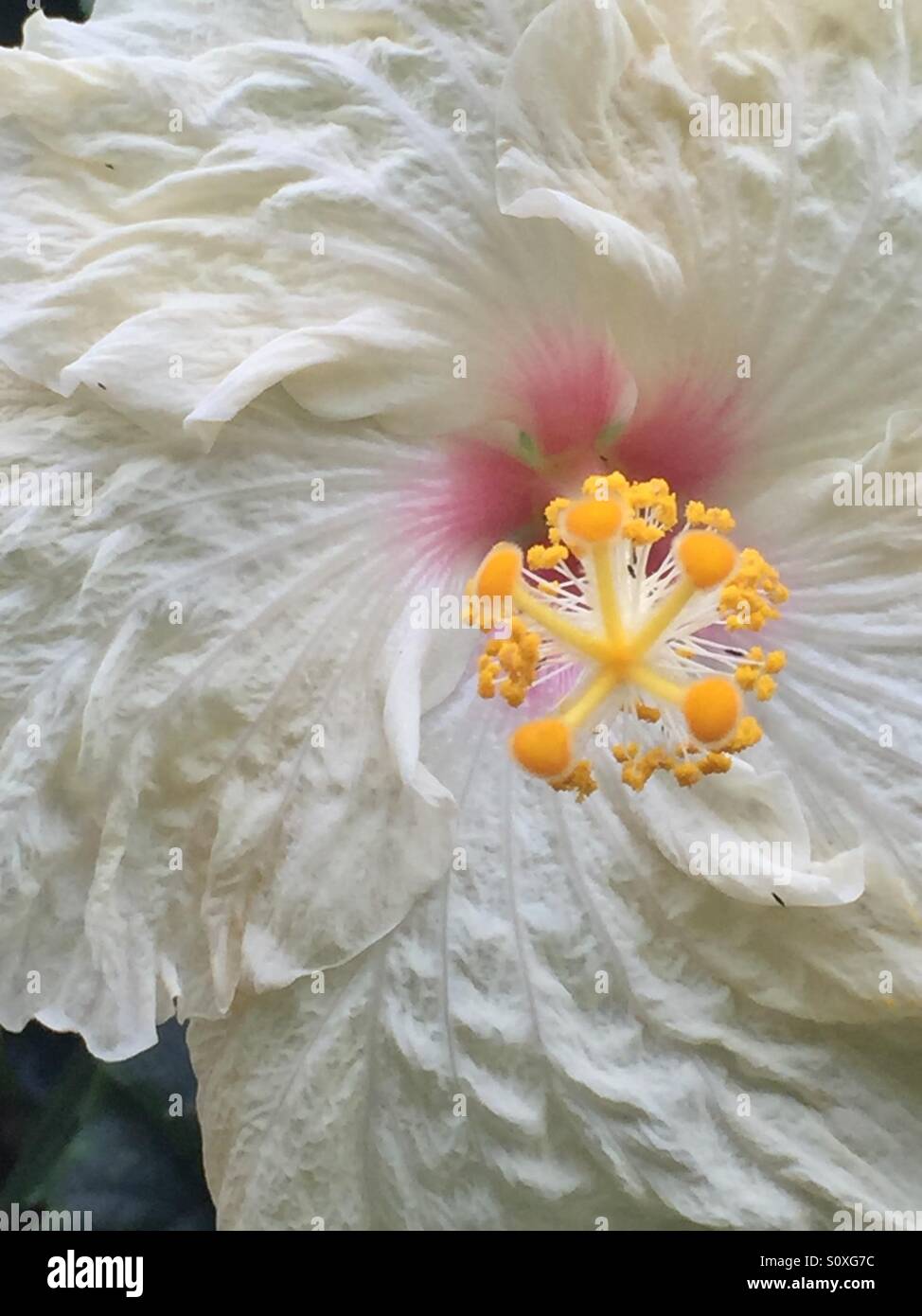 Hibiscus close ups hi-res stock photography and images - Alamy