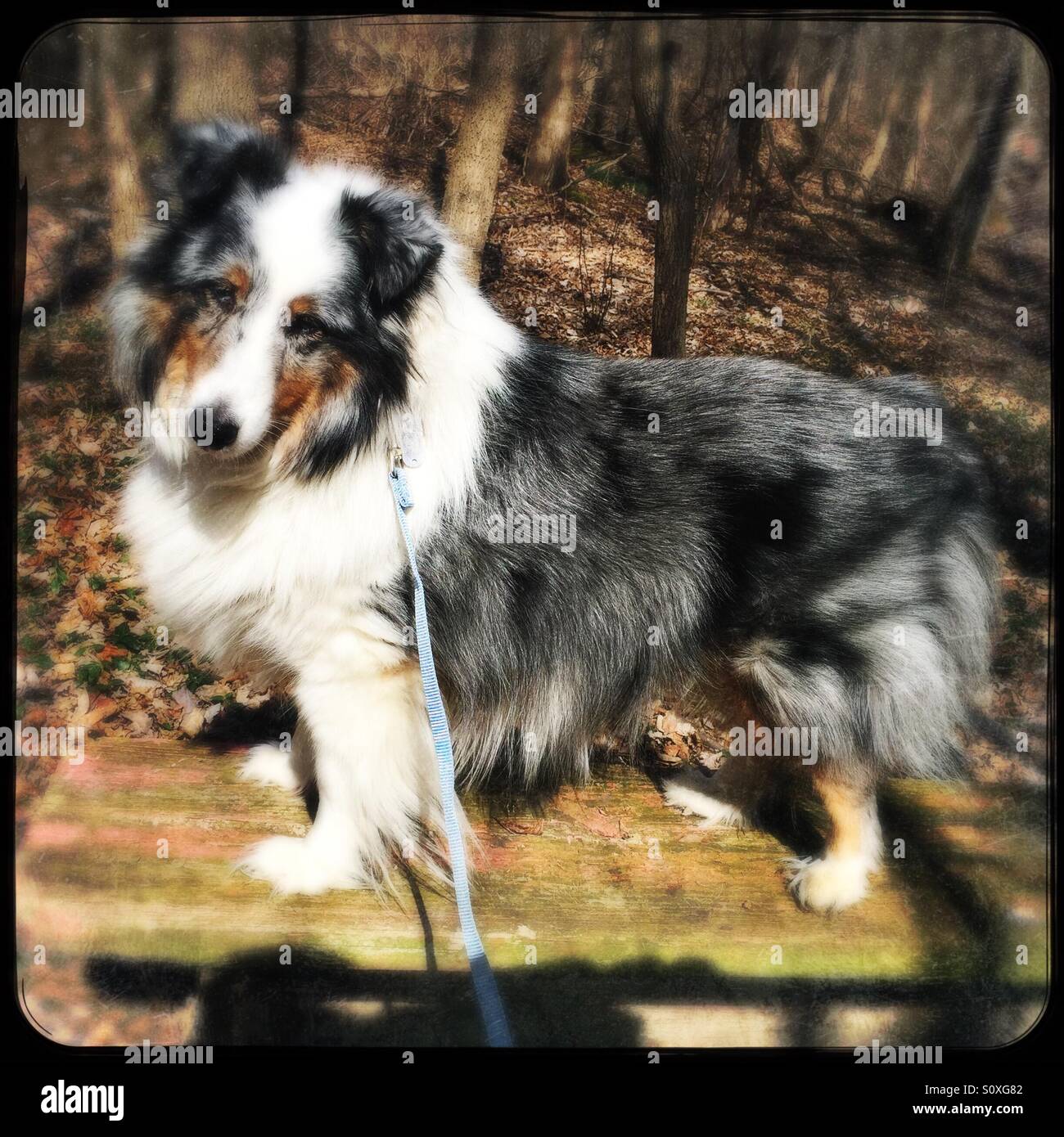 Blue Merle Sheltie posing in woods on a wooden bench - Smartphone Captured Stock Image