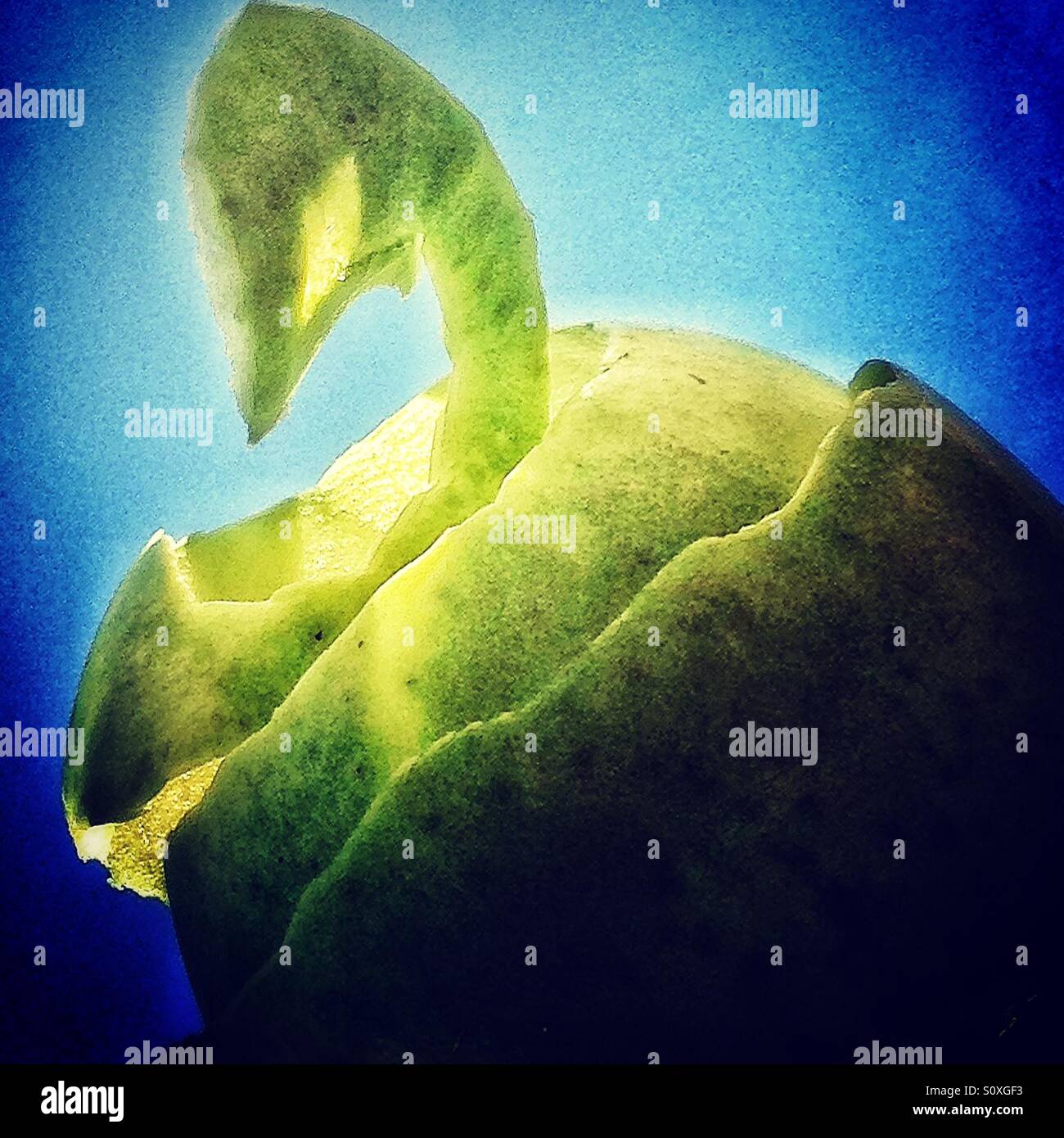 Apple peel swan - Smartphone Captured Stock Image