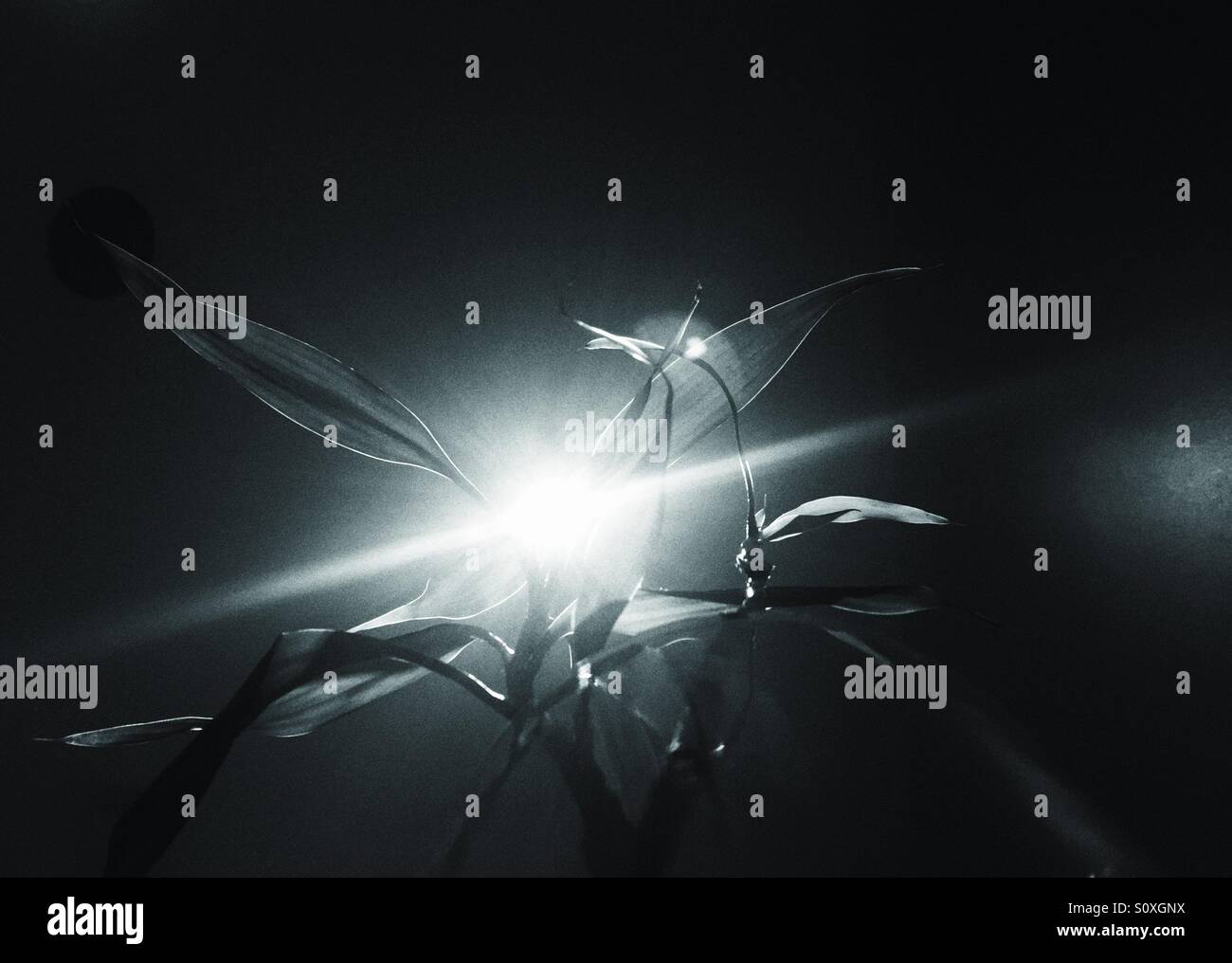 Light behind the plant leaves - black and white - Smartphone Captured Stock Image