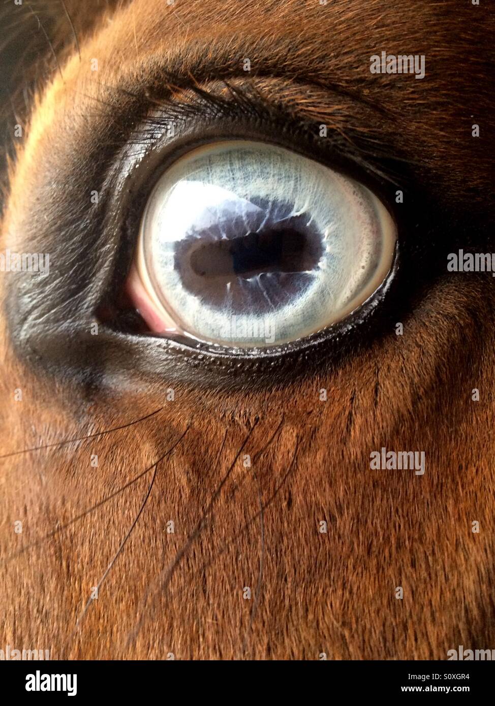 Blue eye of a horse Stock Photo