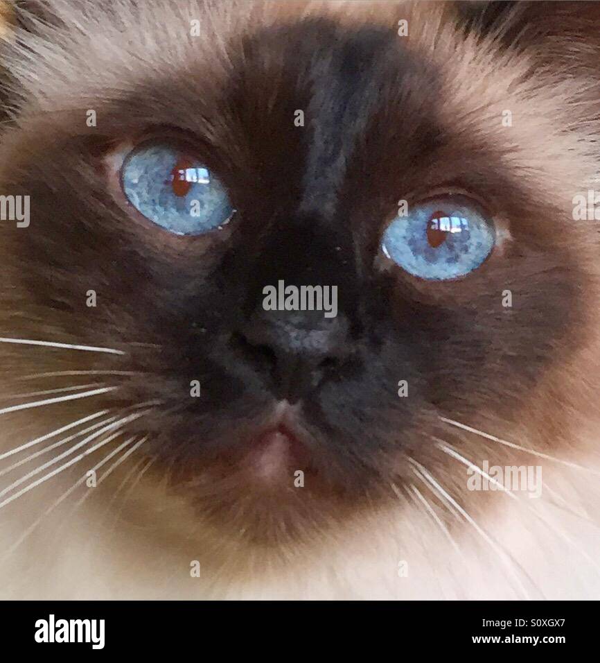 Birman cat - Smartphone Captured Stock Image