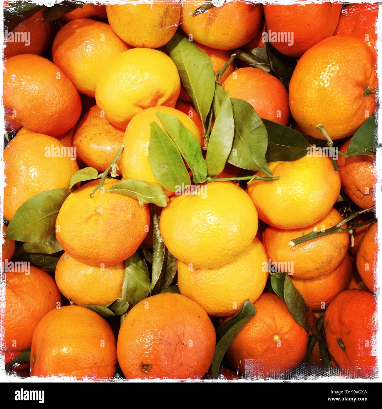 Satsumas hires stock photography and images Alamy