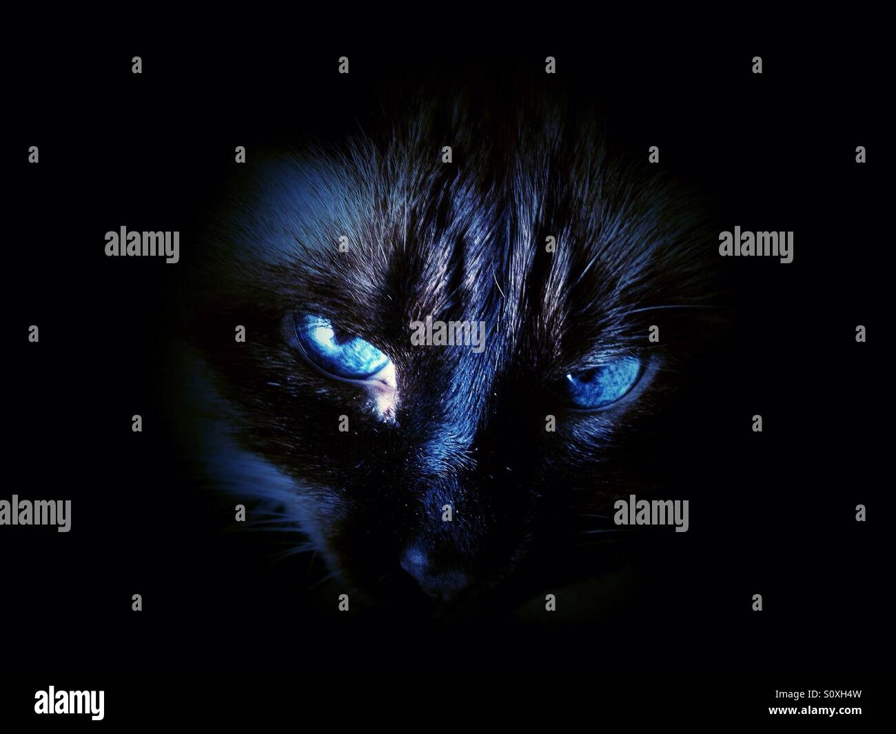 Siamese cat on the darkness Stock Photo Alamy