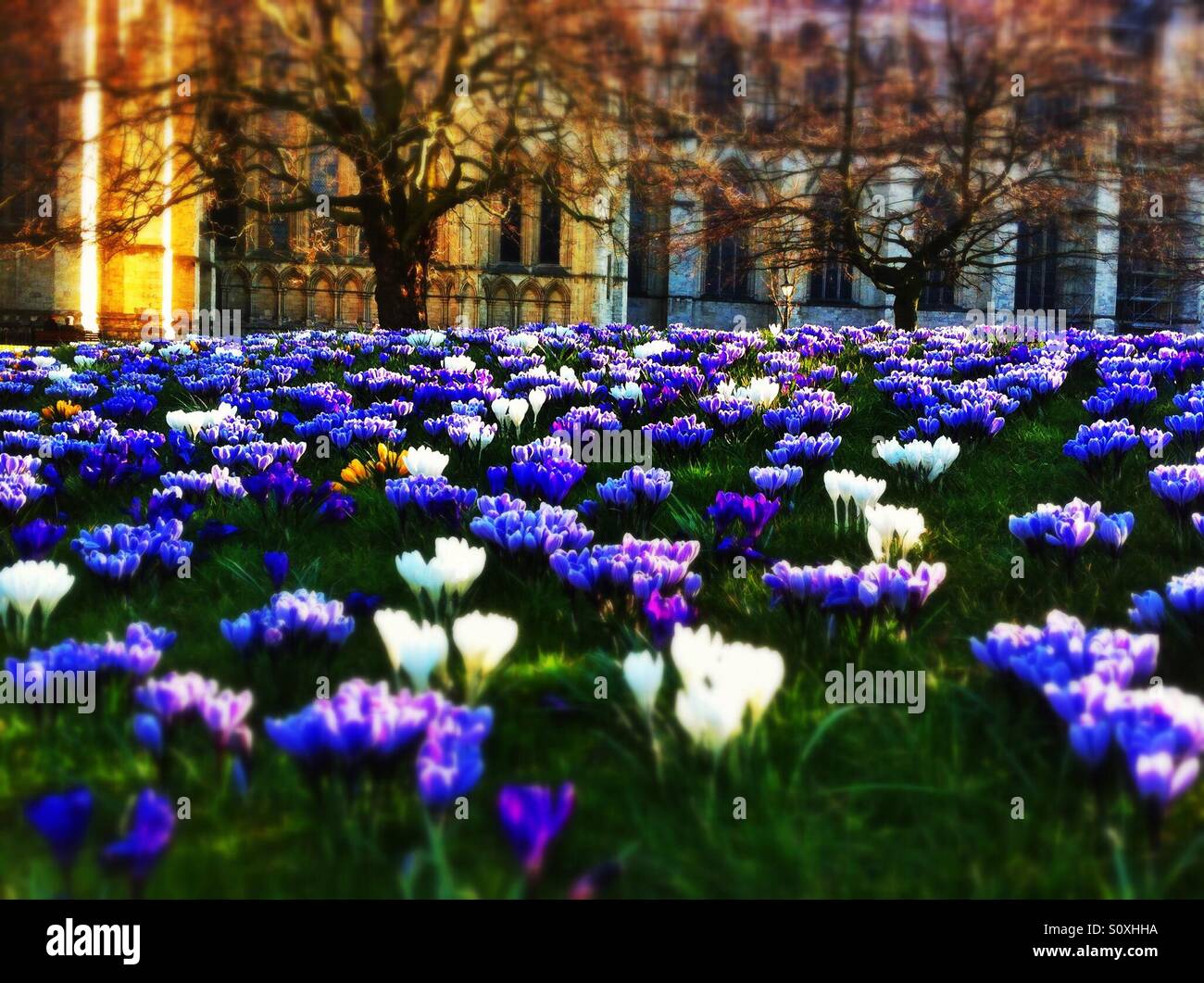 Crocuses in the park York North Yorkshire England UK - Smartphone Captured Stock Image