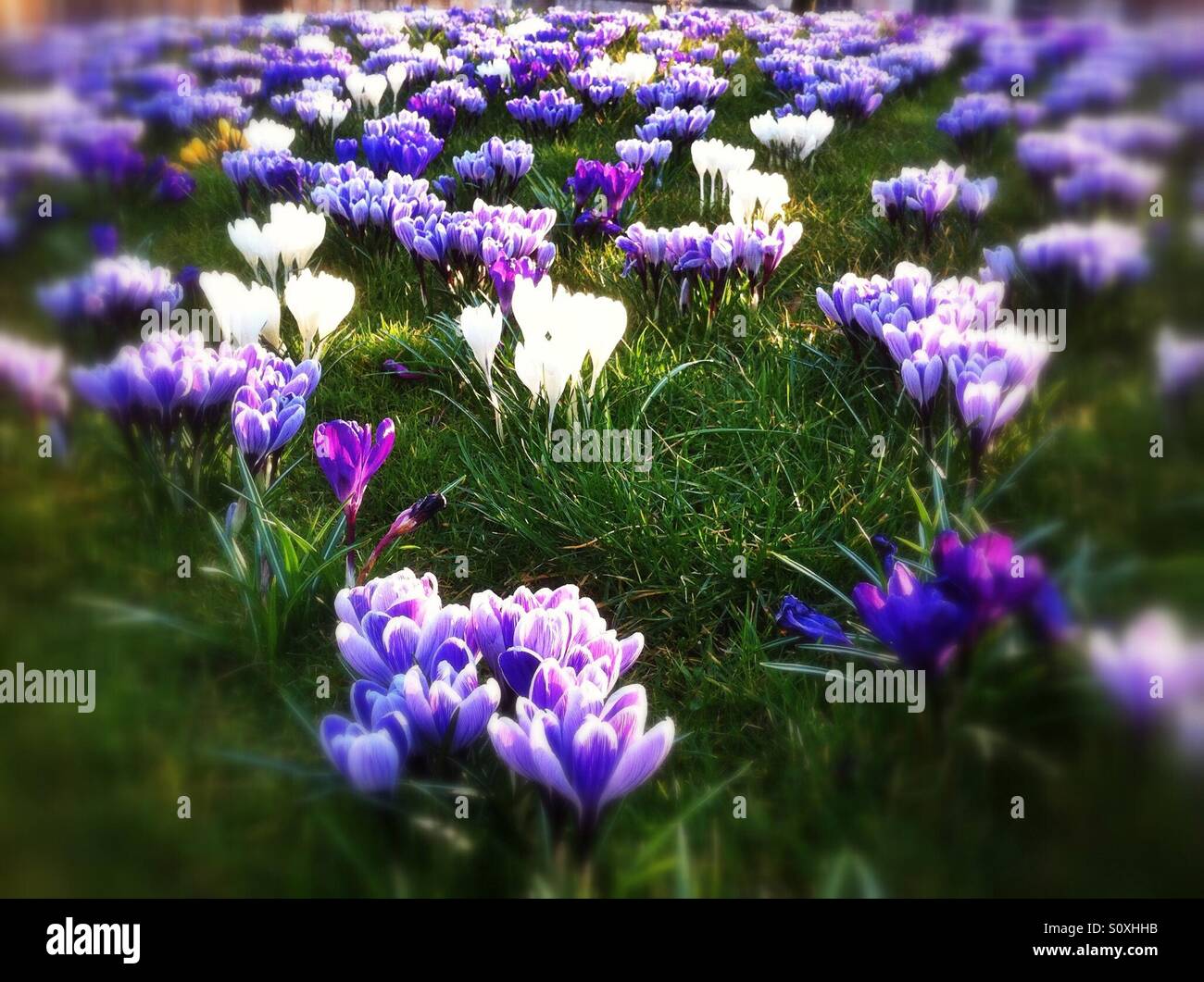 Crocuses in the park in spring England UK United Kingdom GB Great Britain - Smartphone Captured Stock Image