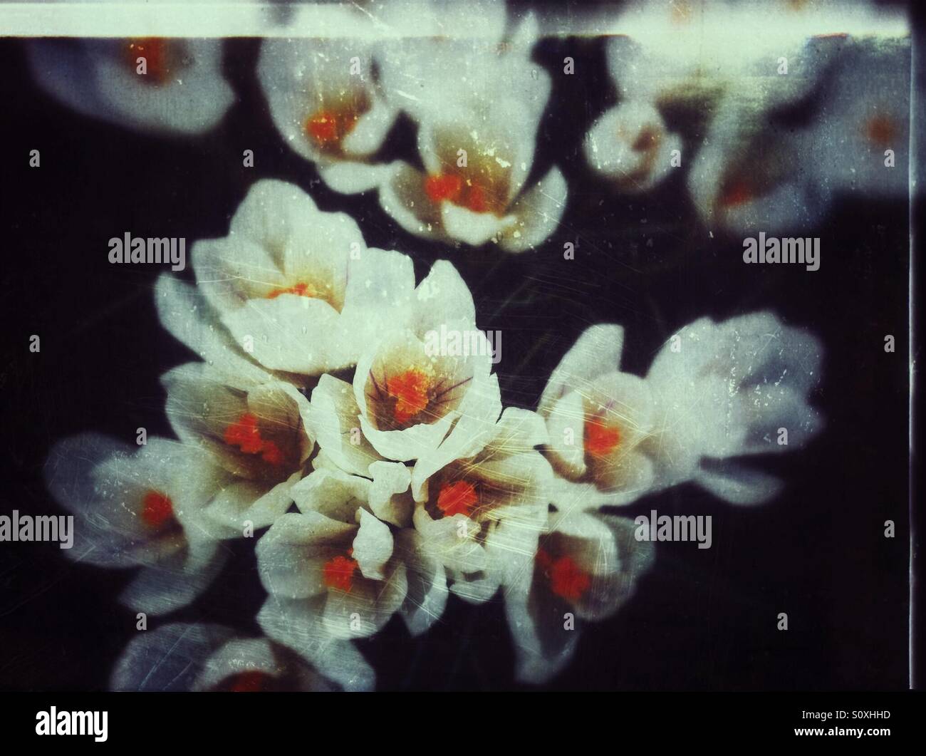 White crocuses close up in spring England UK United Kingdom GB Great Britain - Smartphone Captured Stock Image