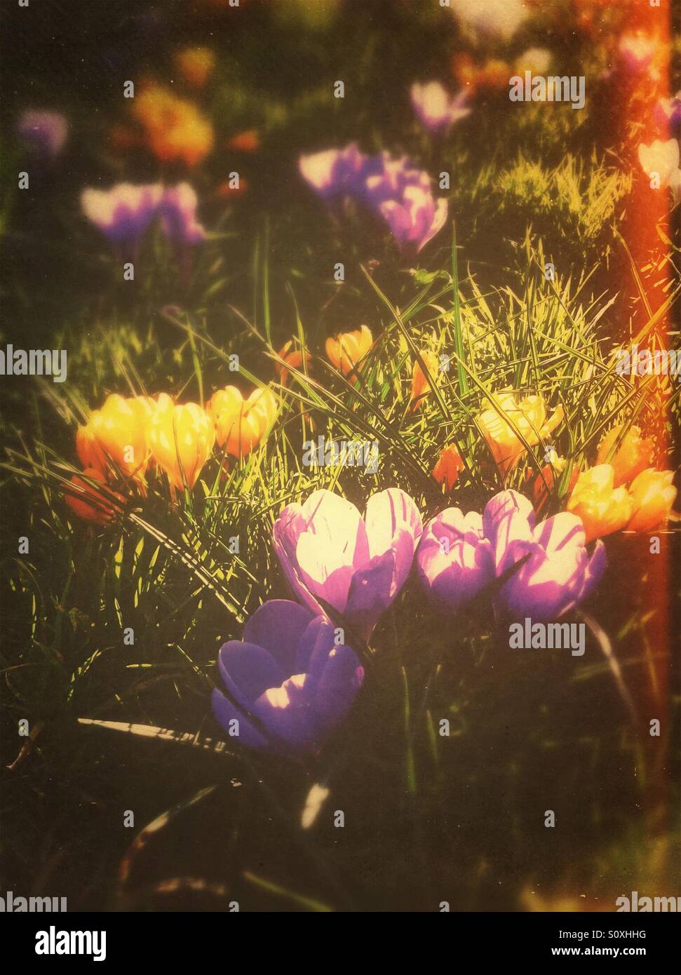 Crocuses close up England UK United Kingdom GB Great Britain - Smartphone Captured Stock Image