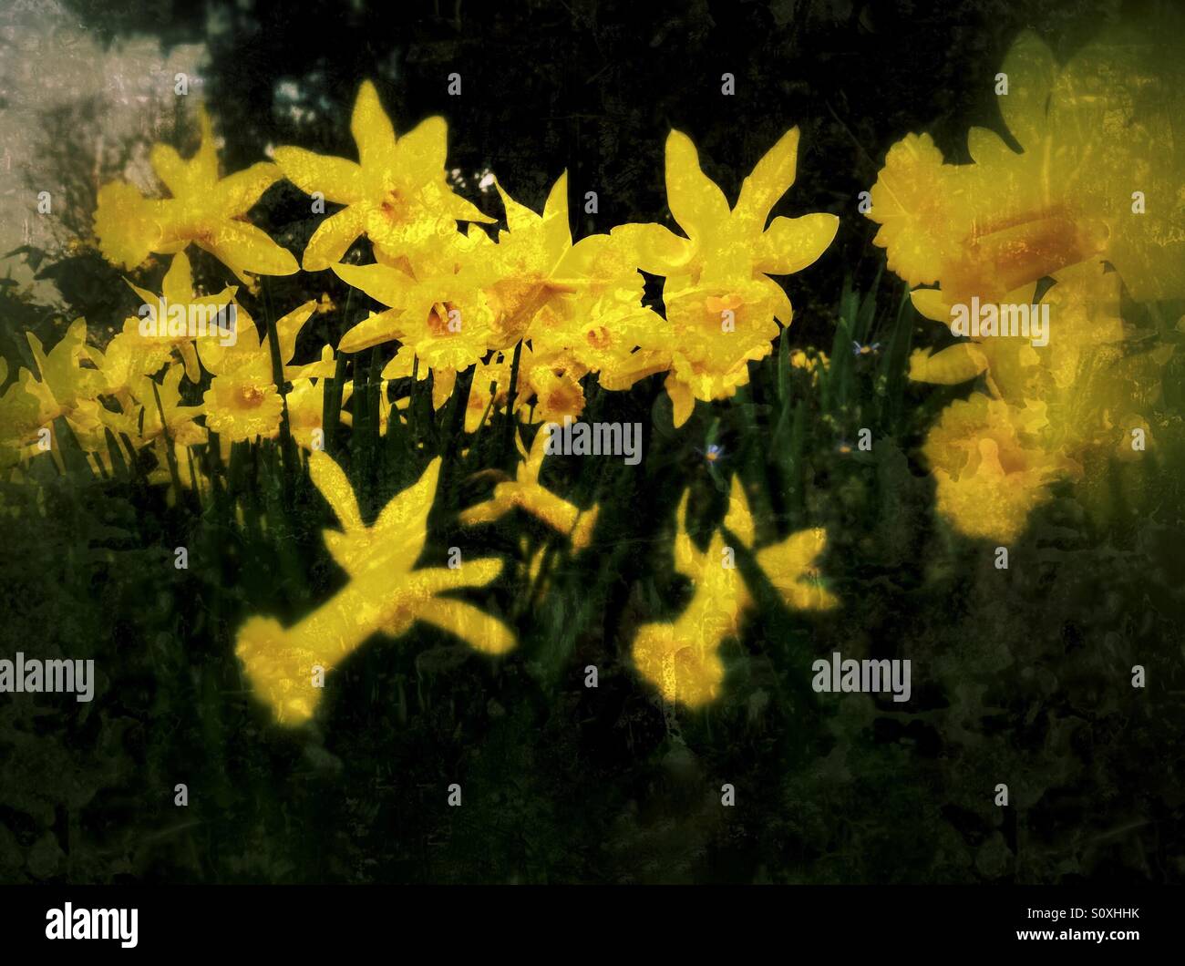 Narcissi in the garden England UK United Kingdom GB Great Britain - Smartphone Captured Stock Image