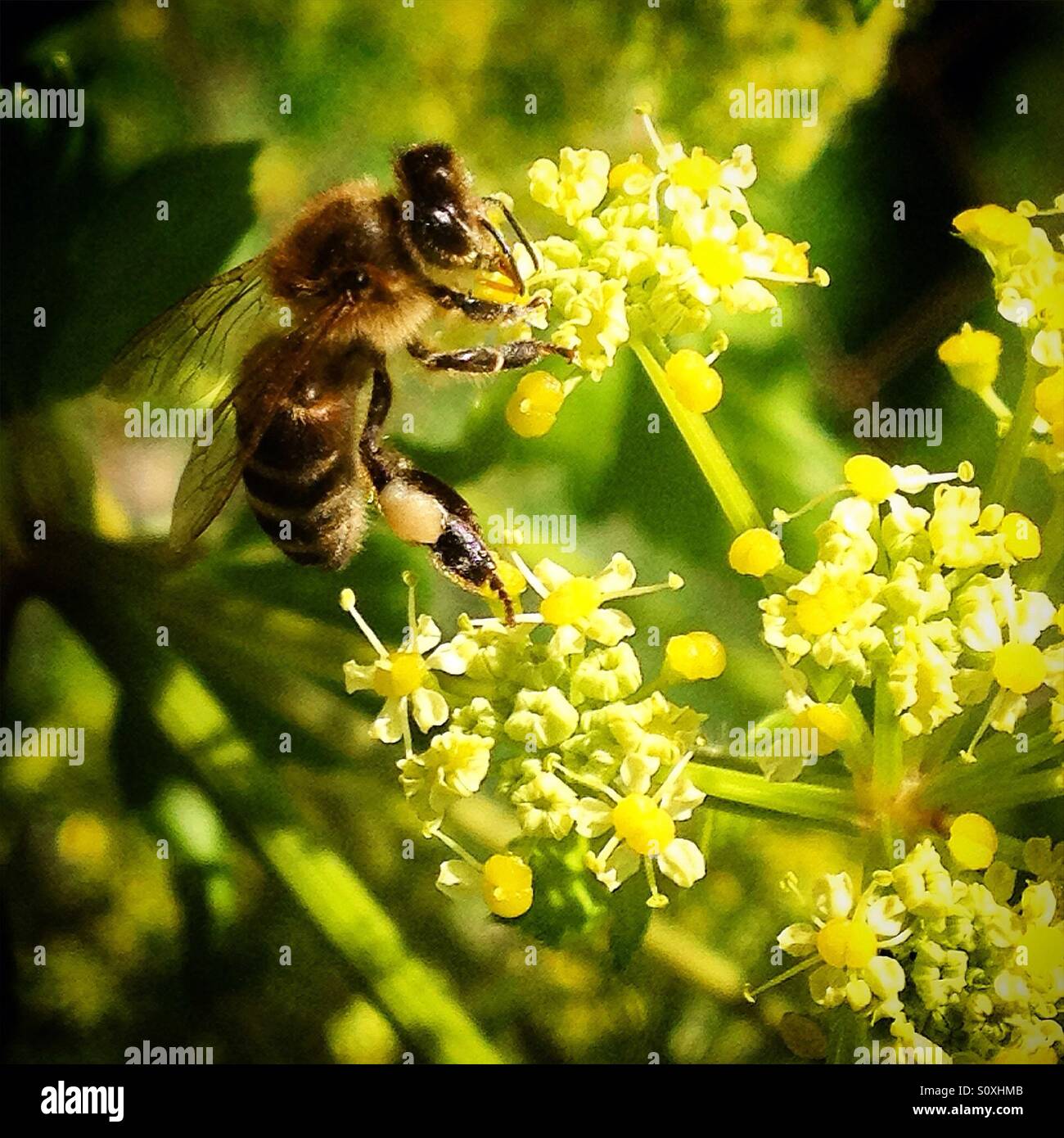 A honey bee perchs on a yellow flower in Algodonales, Sierra de Cadiz, Andalusia, Spain Stock Photo