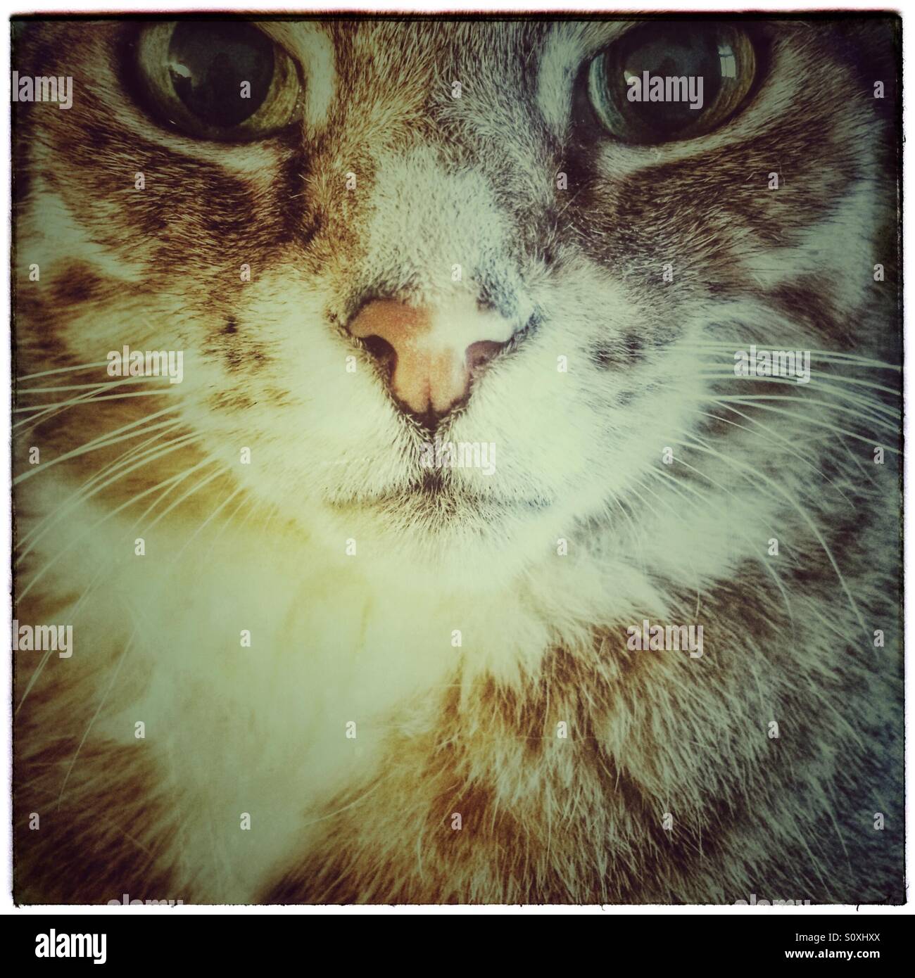 Close-up of cat. - Smartphone Captured Stock Image