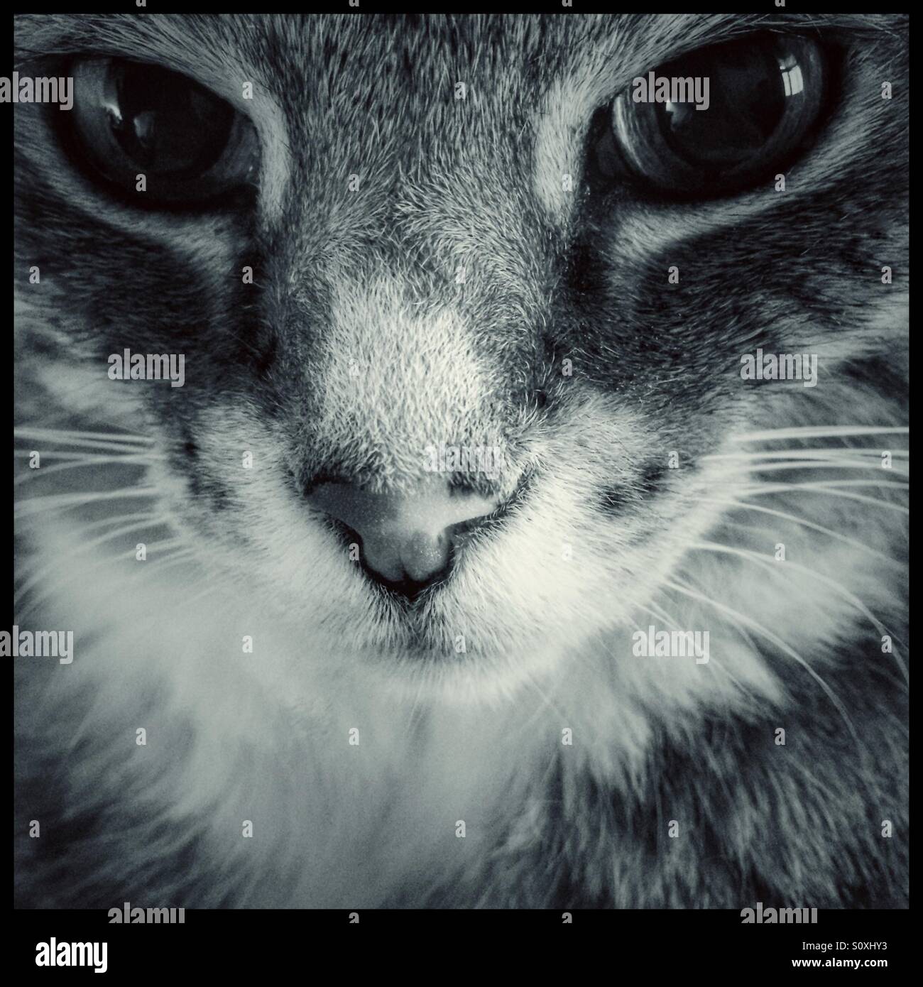 Black and white Close-up of cat Stock Photo - Alamy