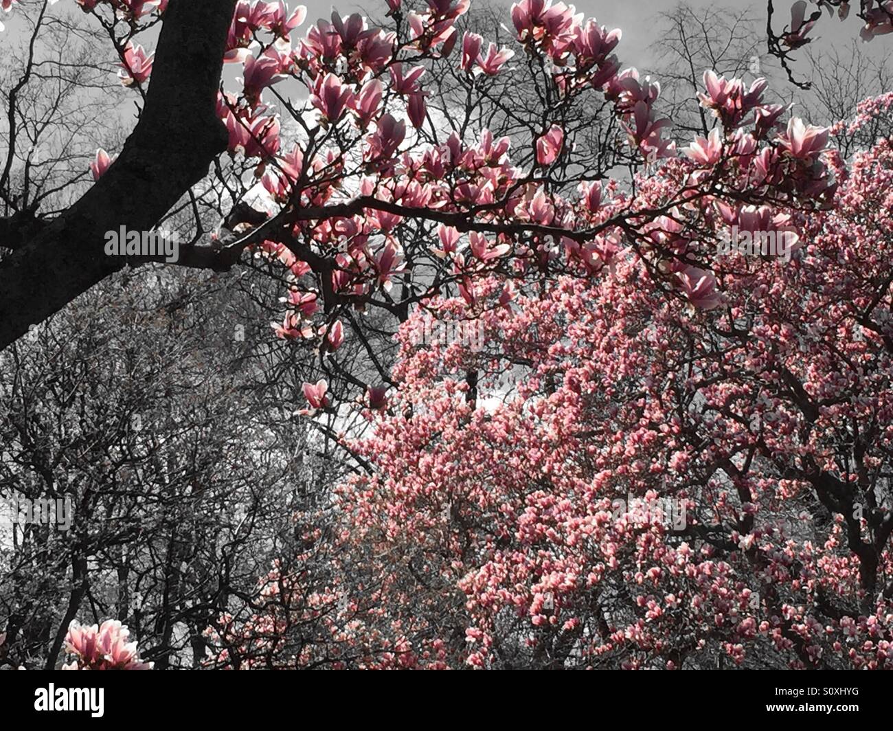 Magnolia tree - Smartphone Captured Stock Image