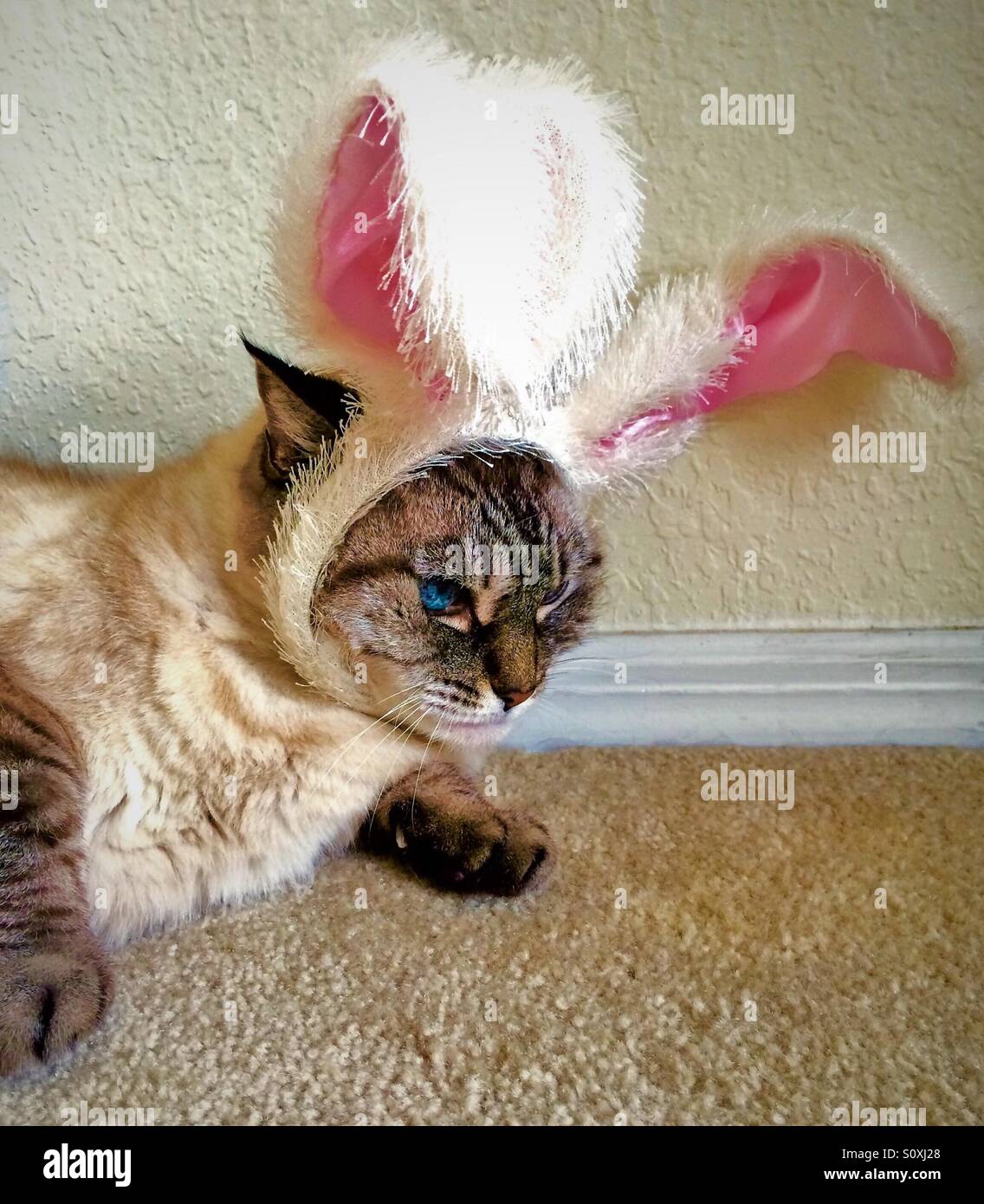 Cat wearing rabbit ears hires stock photography and images Alamy