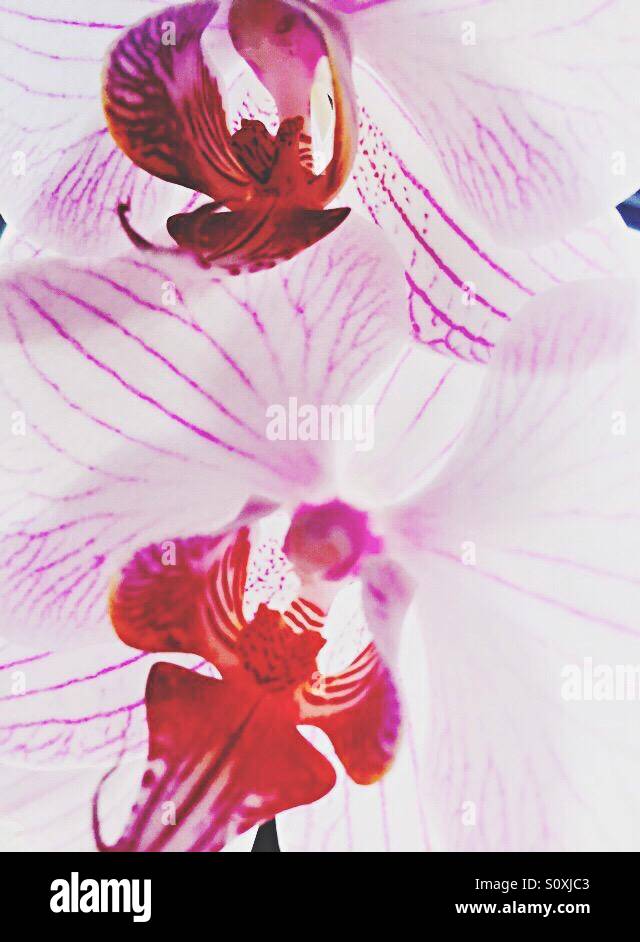 Light pink orchids hi-res stock photography and images - Alamy