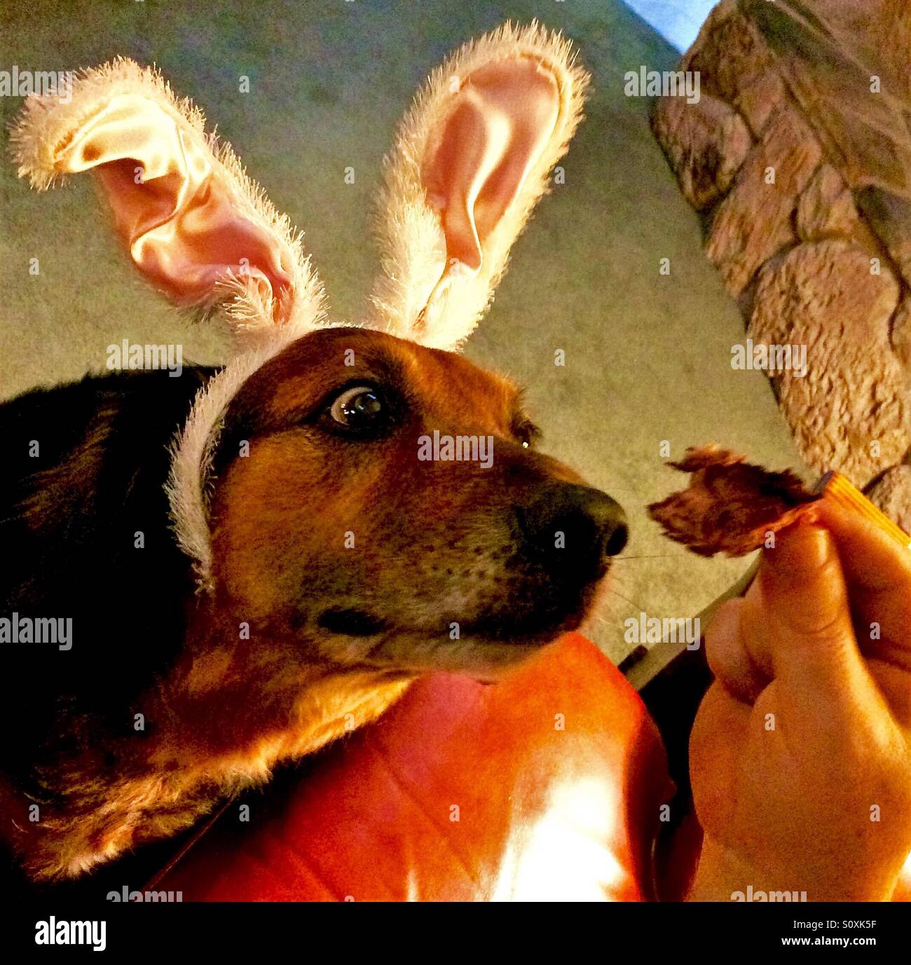 What a dog wants for Easter...steak! - Smartphone Captured Stock Image