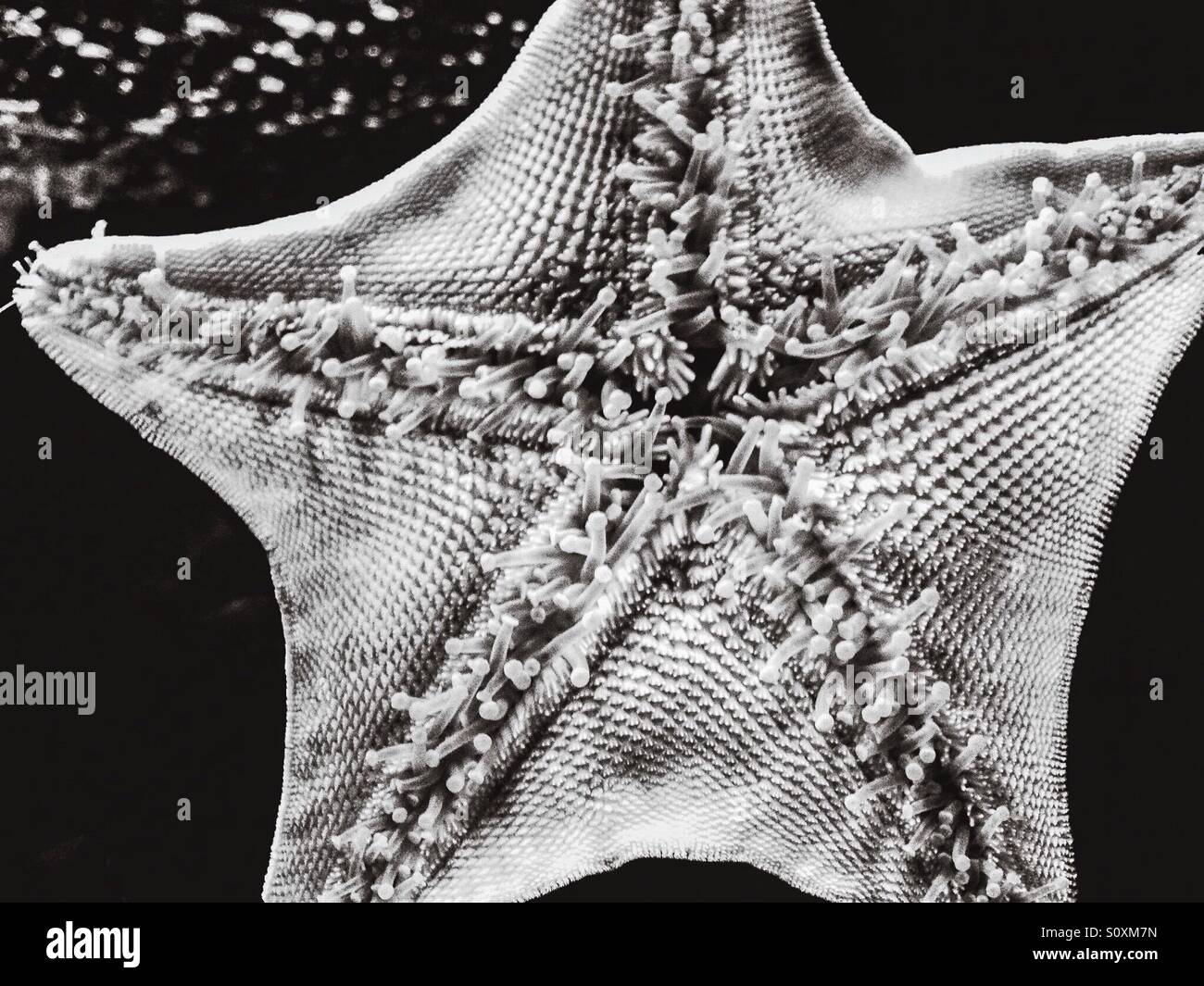 Close up of a star fish on glass - Smartphone Captured Stock Image