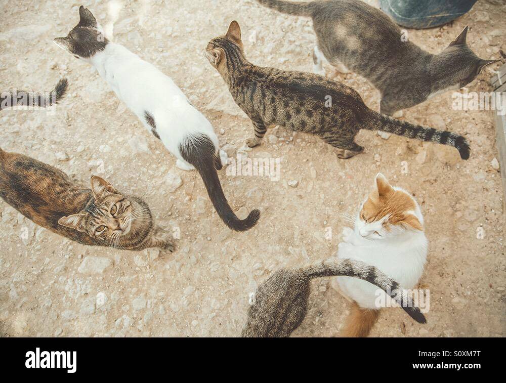 Group stray cats hires stock photography and images Alamy
