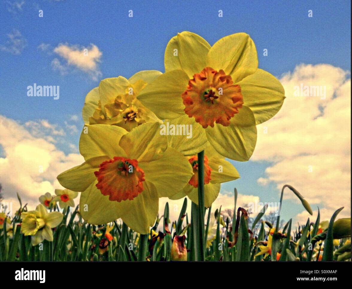 ...hyacinth and sky ... - Smartphone Captured Stock Image