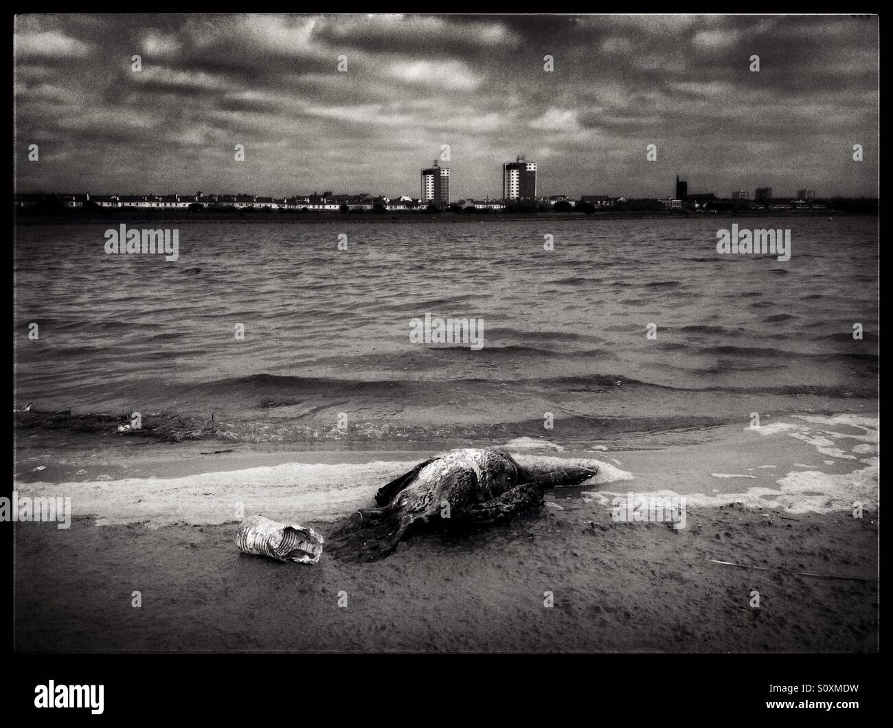 A dead seabird washed up in the surf at Crosby Beach, Liverpool, England. - Smartphone Captured Stock Image