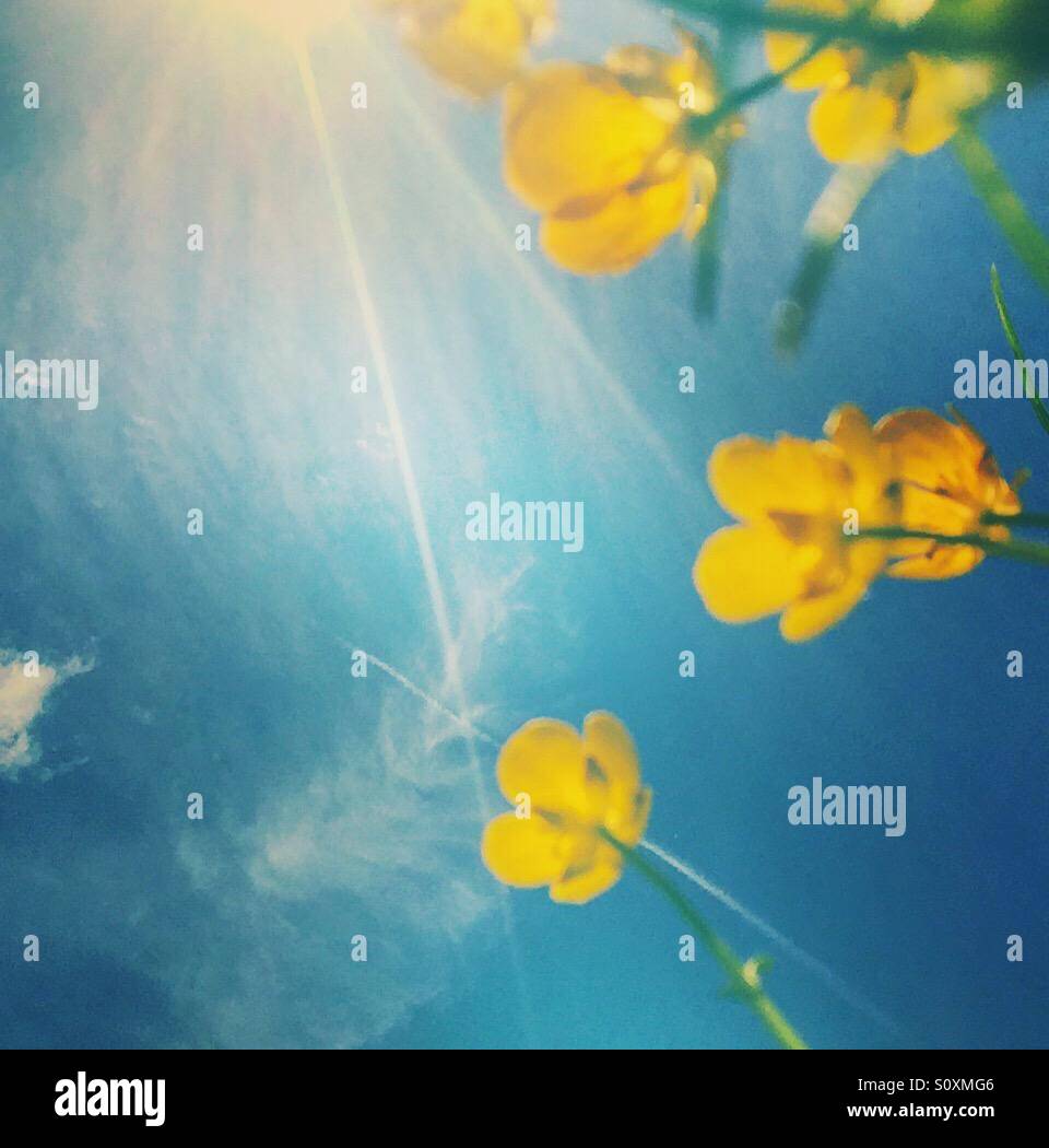 Low angle view of buttercups against blue sky - Smartphone Captured Stock Image