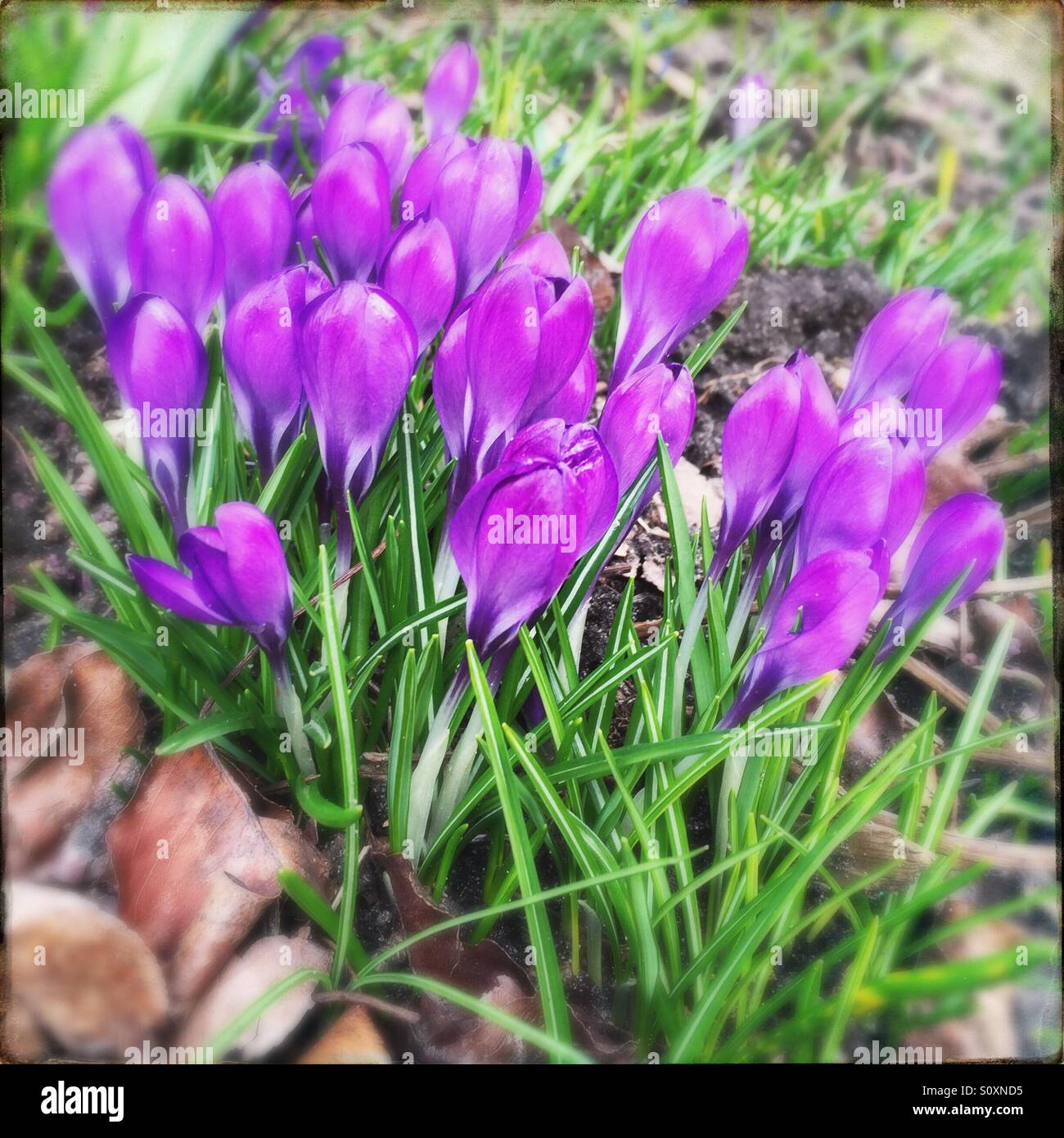 Crocus flowers in spring - Smartphone Captured Stock Image