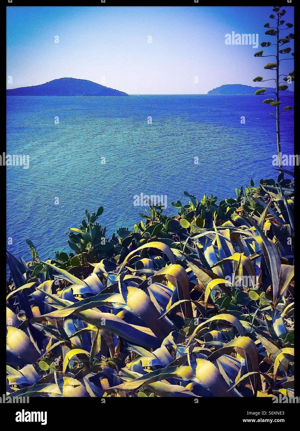 Cactus field and Mediterranean Sea Stock Photo