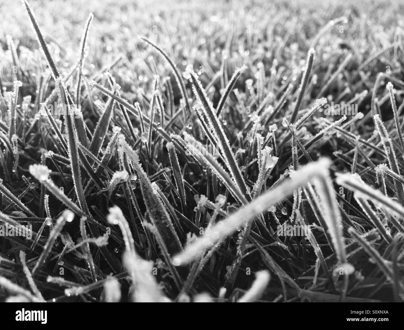 Frost covered grass in the early morning sun light - Smartphone Captured Stock Image