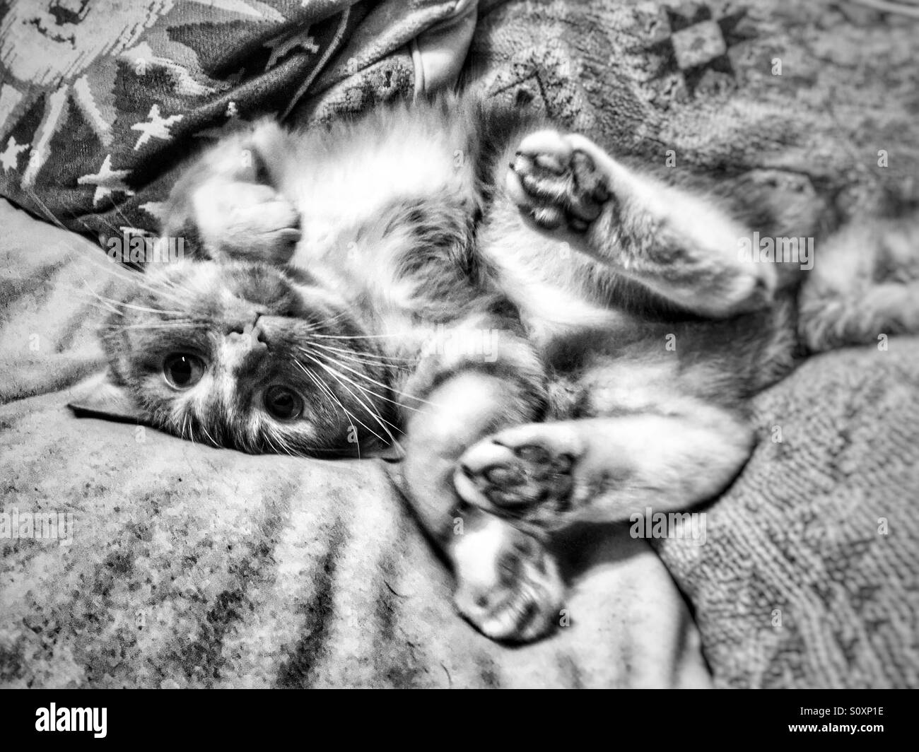 Black and white portrait cat playing on a sofa - Smartphone Captured Stock Image