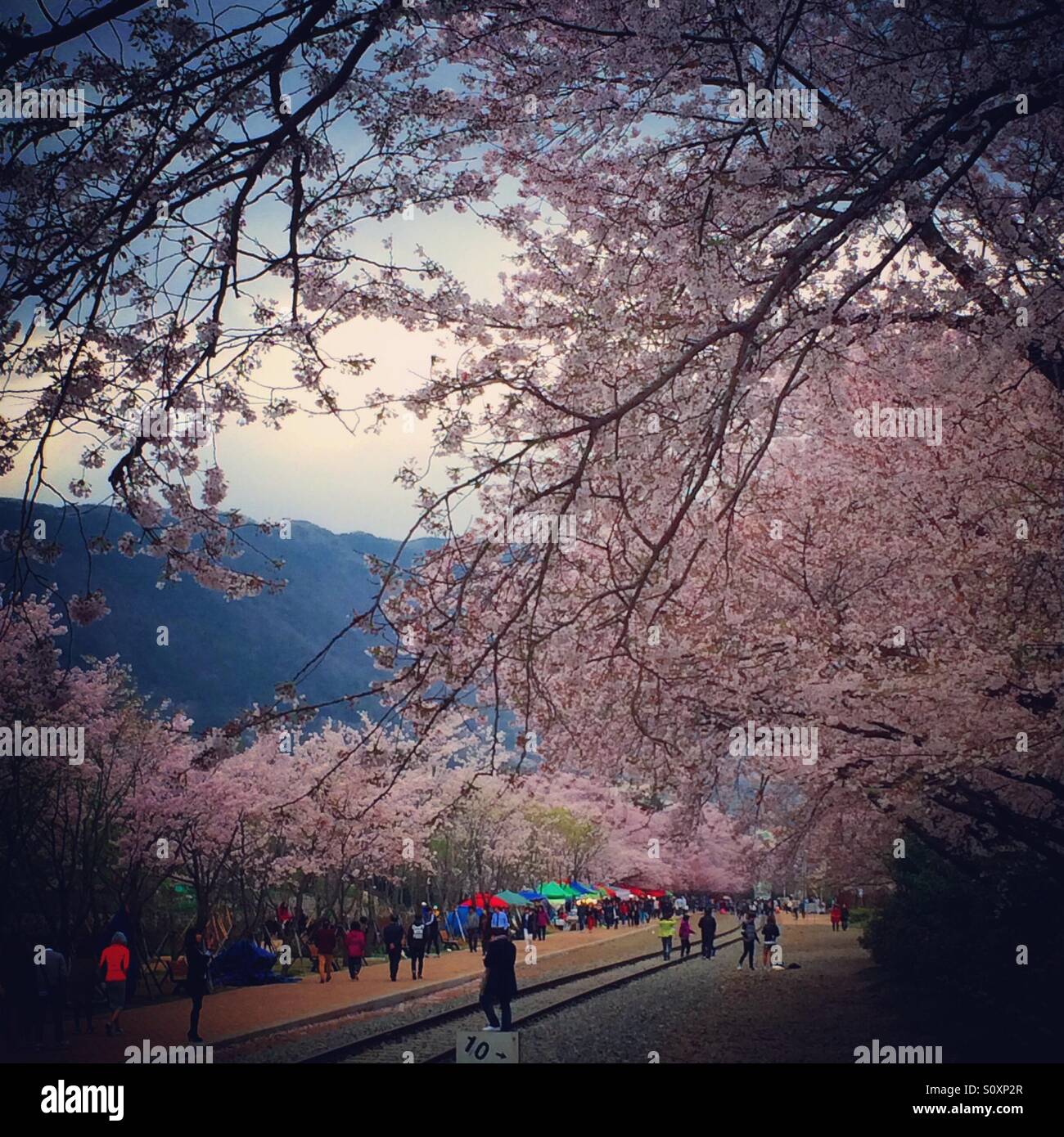Cherry blossom, Korea Stock Photo Alamy