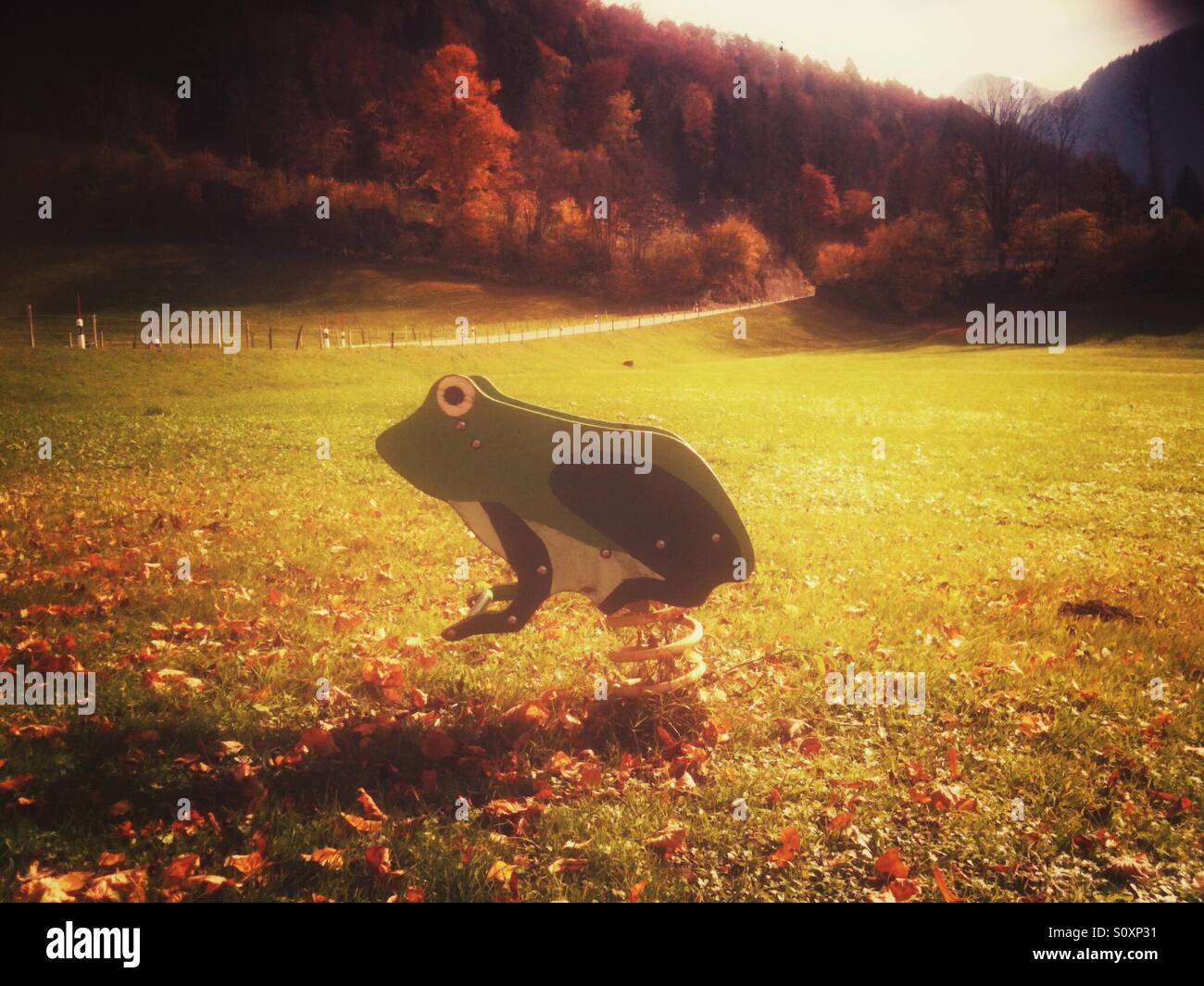 Autumn frog - Smartphone Captured Stock Image