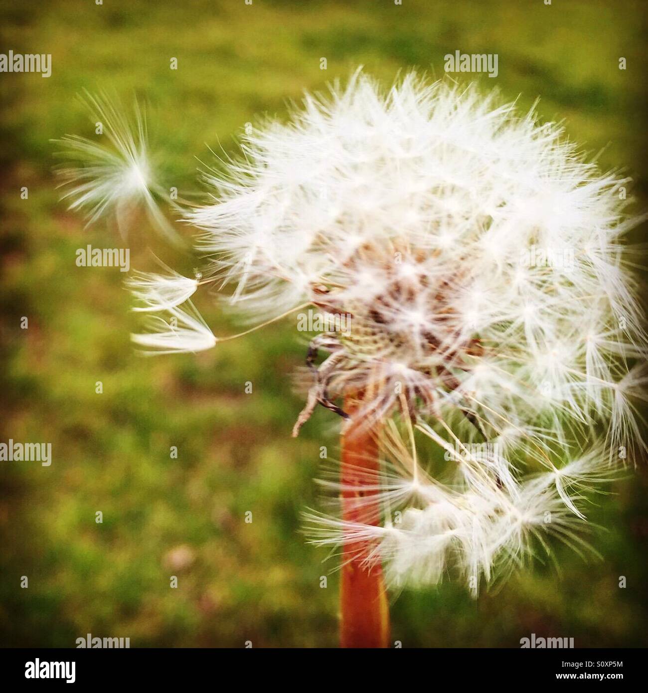 Dandelion blowing in the wind hires stock photography and images Alamy