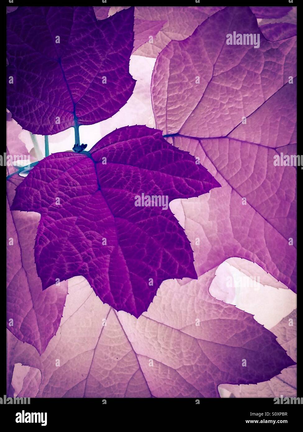 Leaf motif Stock Photo