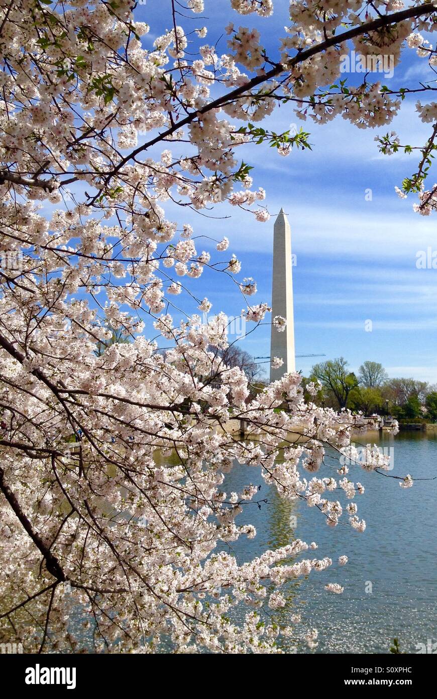 Cherry blossom season in Washington DC Stock Photo Alamy