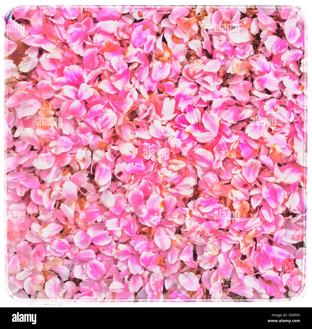 Flower petals on the ground hires stock photography and images Alamy