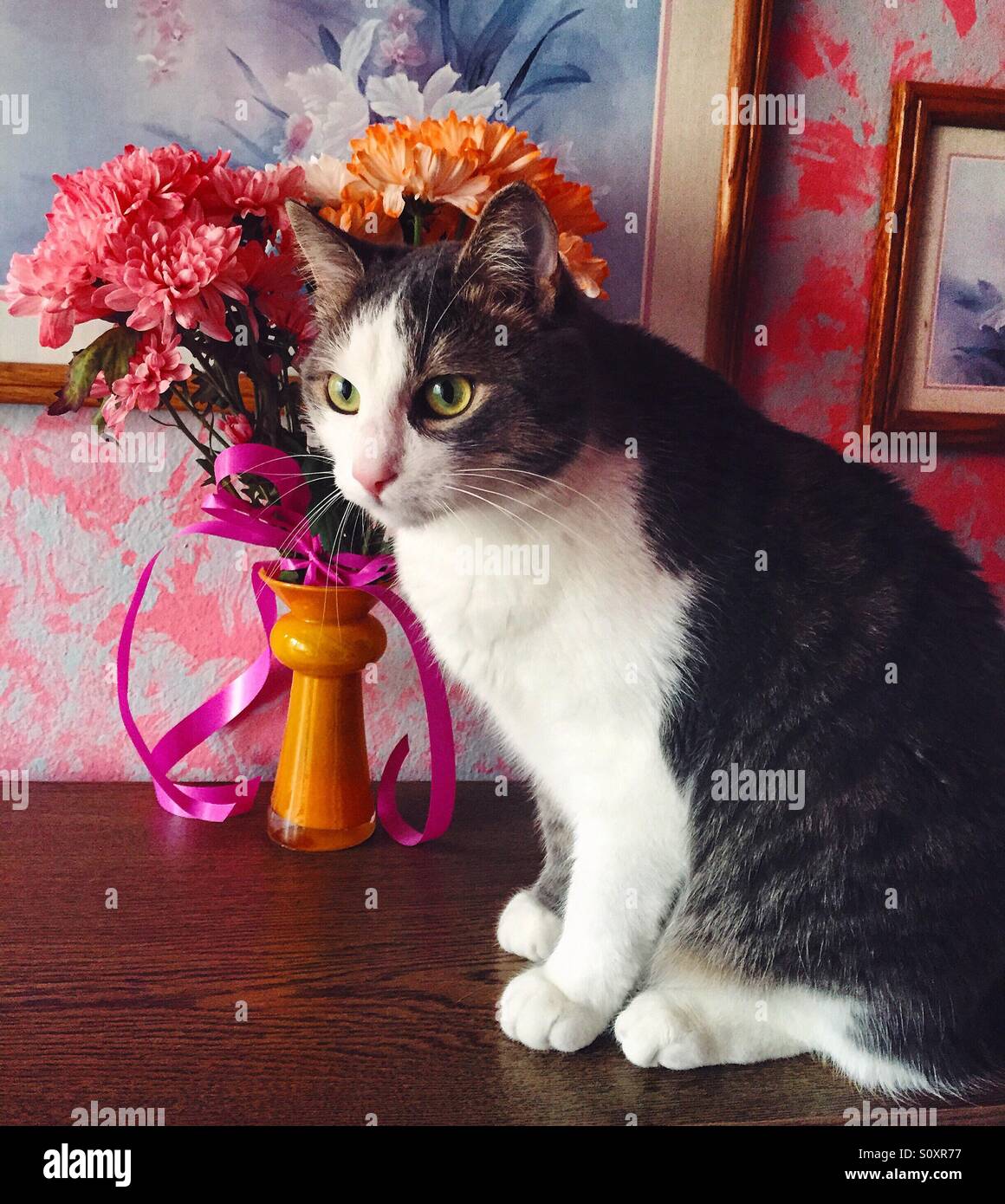 Cat with flowers and paintings Stock Photo