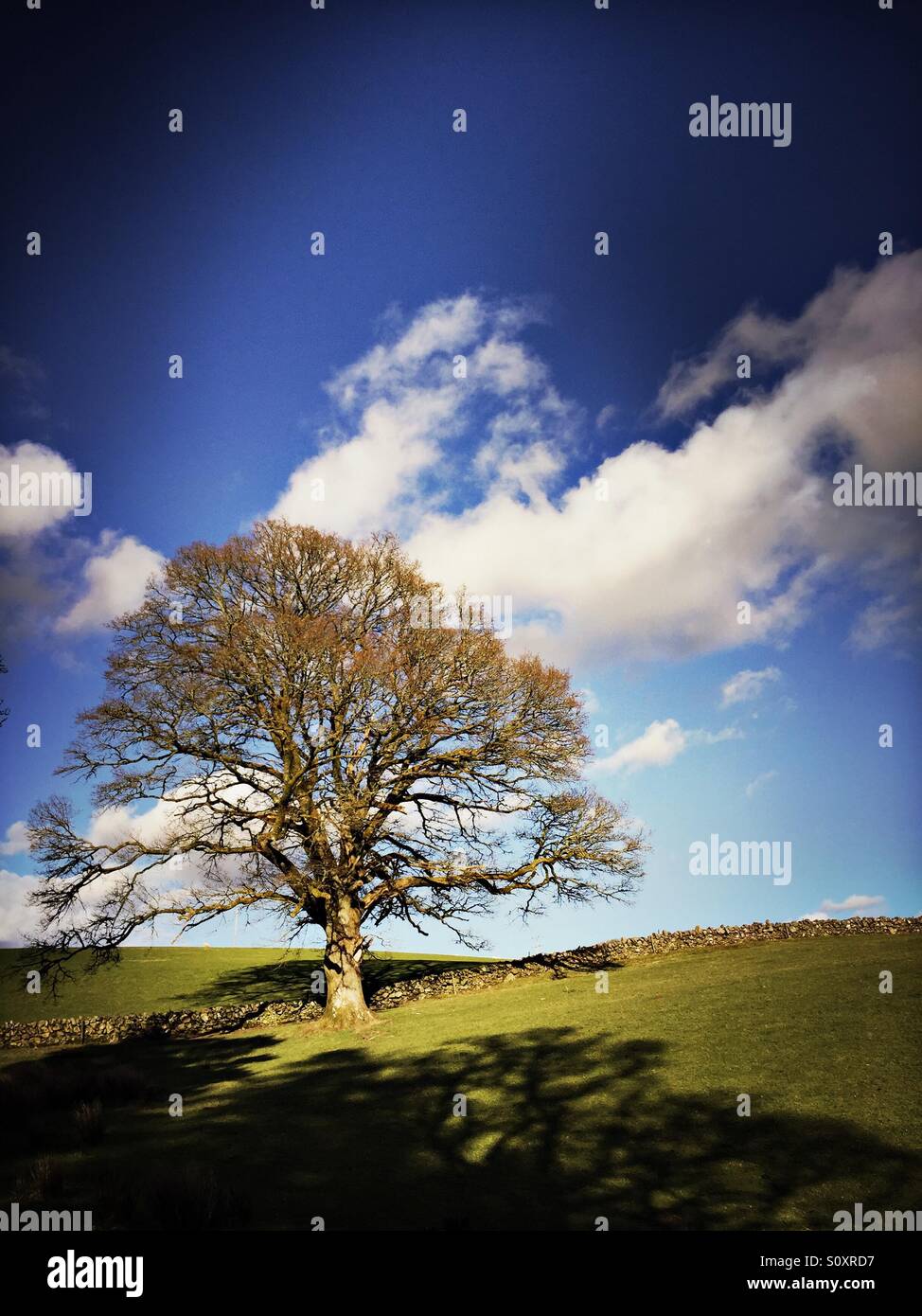 A mature oak tree is seen in a field beside Loch Ken in Galloway, Scotland. Stock Photo
