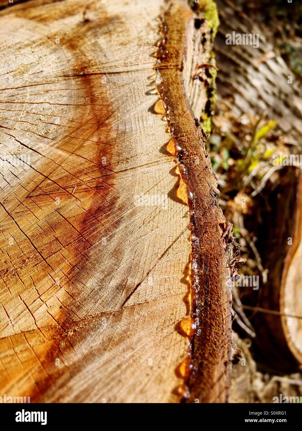 Sap seeping through a chopped tree stump Stock Photo Alamy
