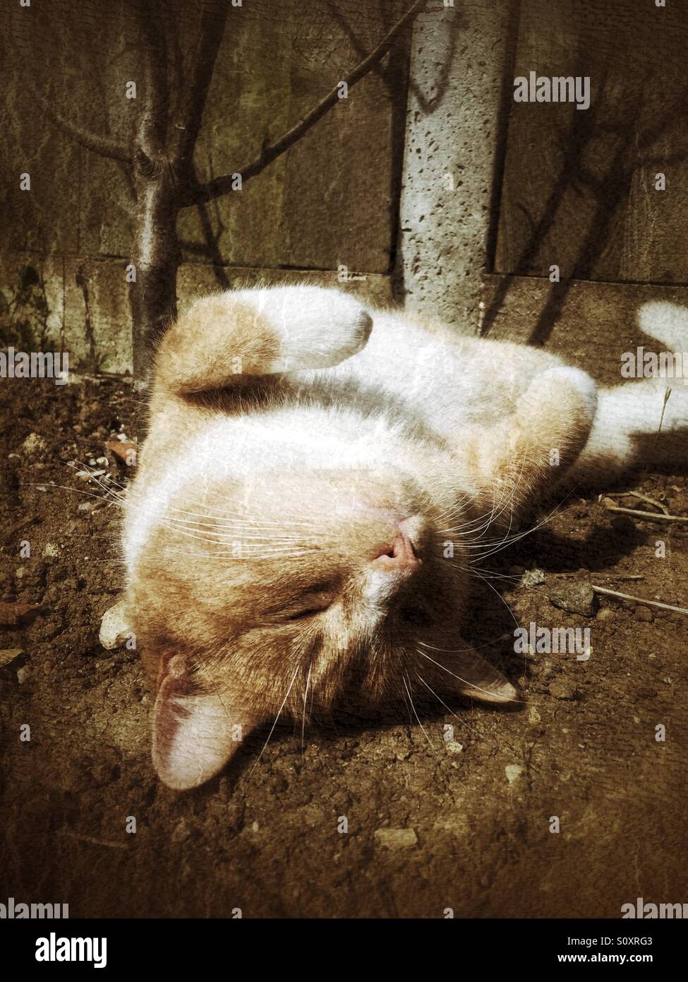 Cat laying on back stretched out in the sun sepia look to image - Smartphone Captured Stock Image