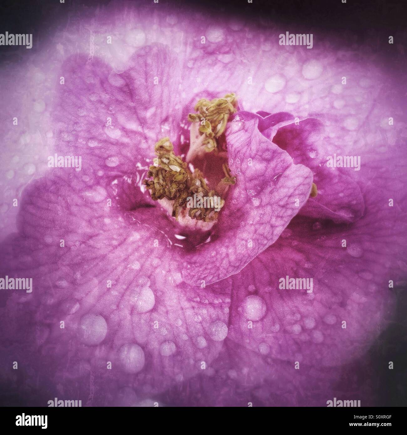 Closeup of a pink flower - Smartphone Captured Stock Image