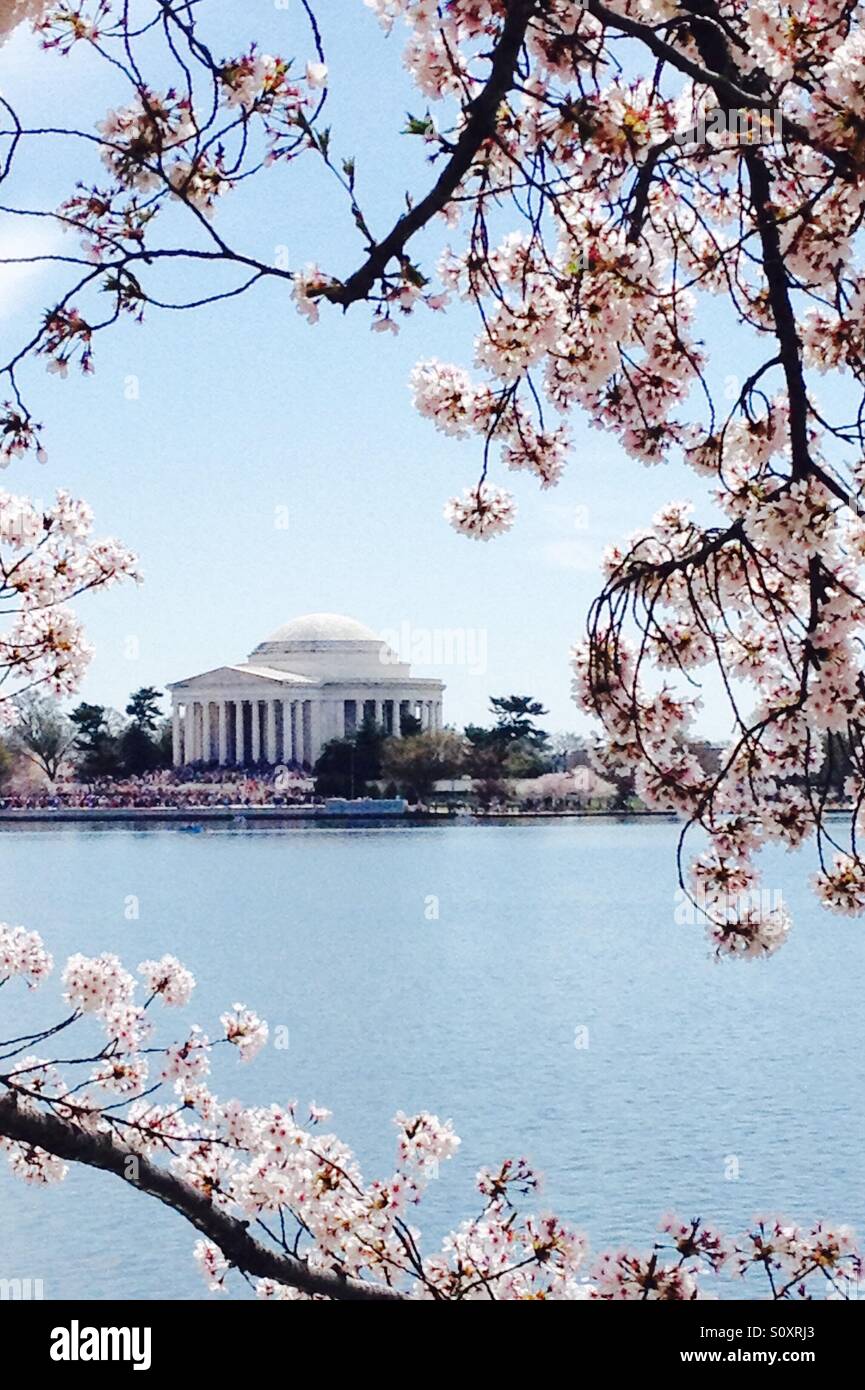 Cherry blossom season in Washington DC Stock Photo Alamy