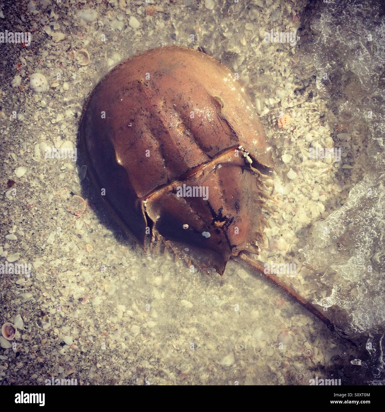 Horseshoe crab on beach, Naples, Florida - Smartphone Captured Stock Image