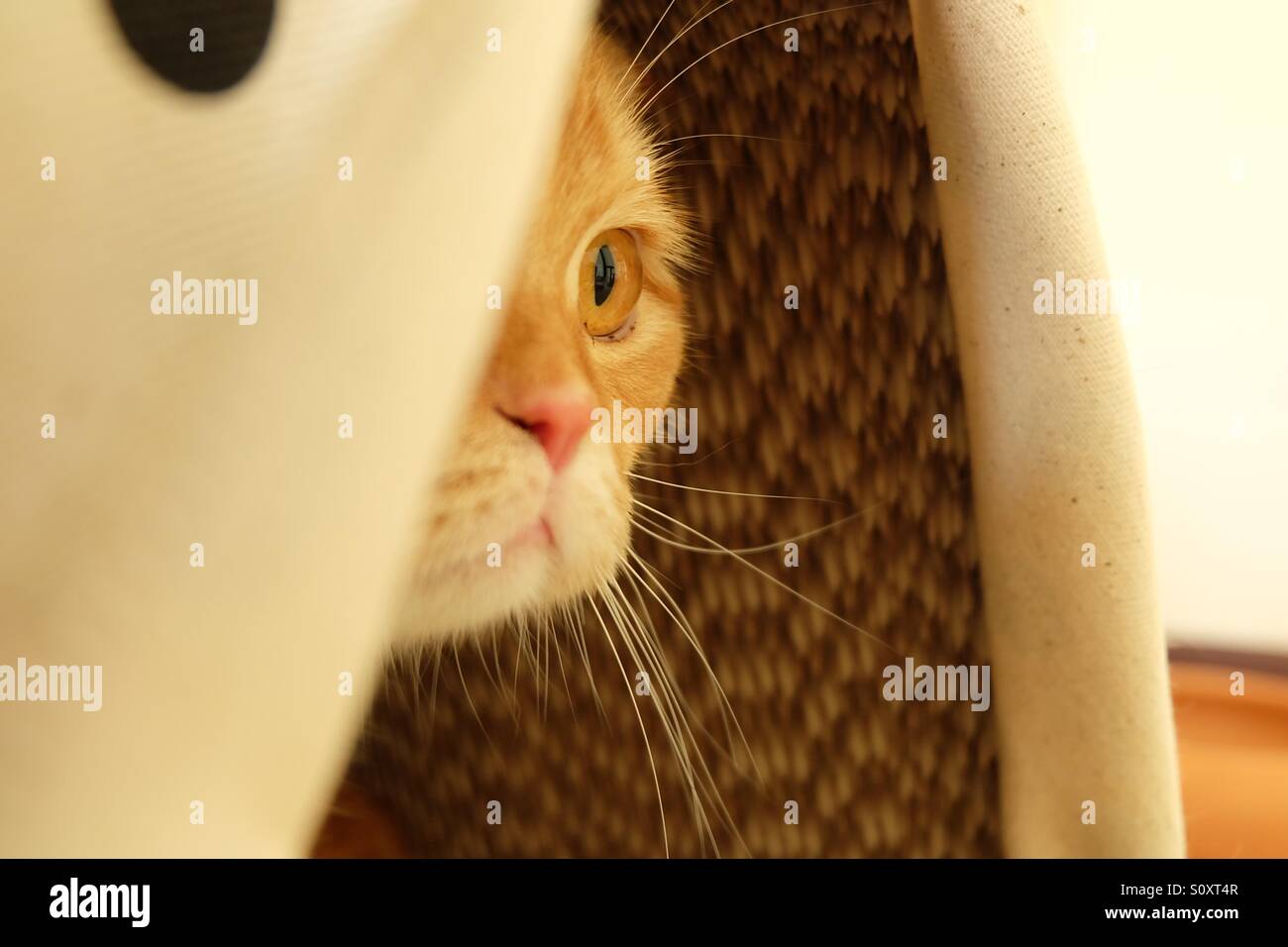 A marmalade cat staring at something Stock Photo