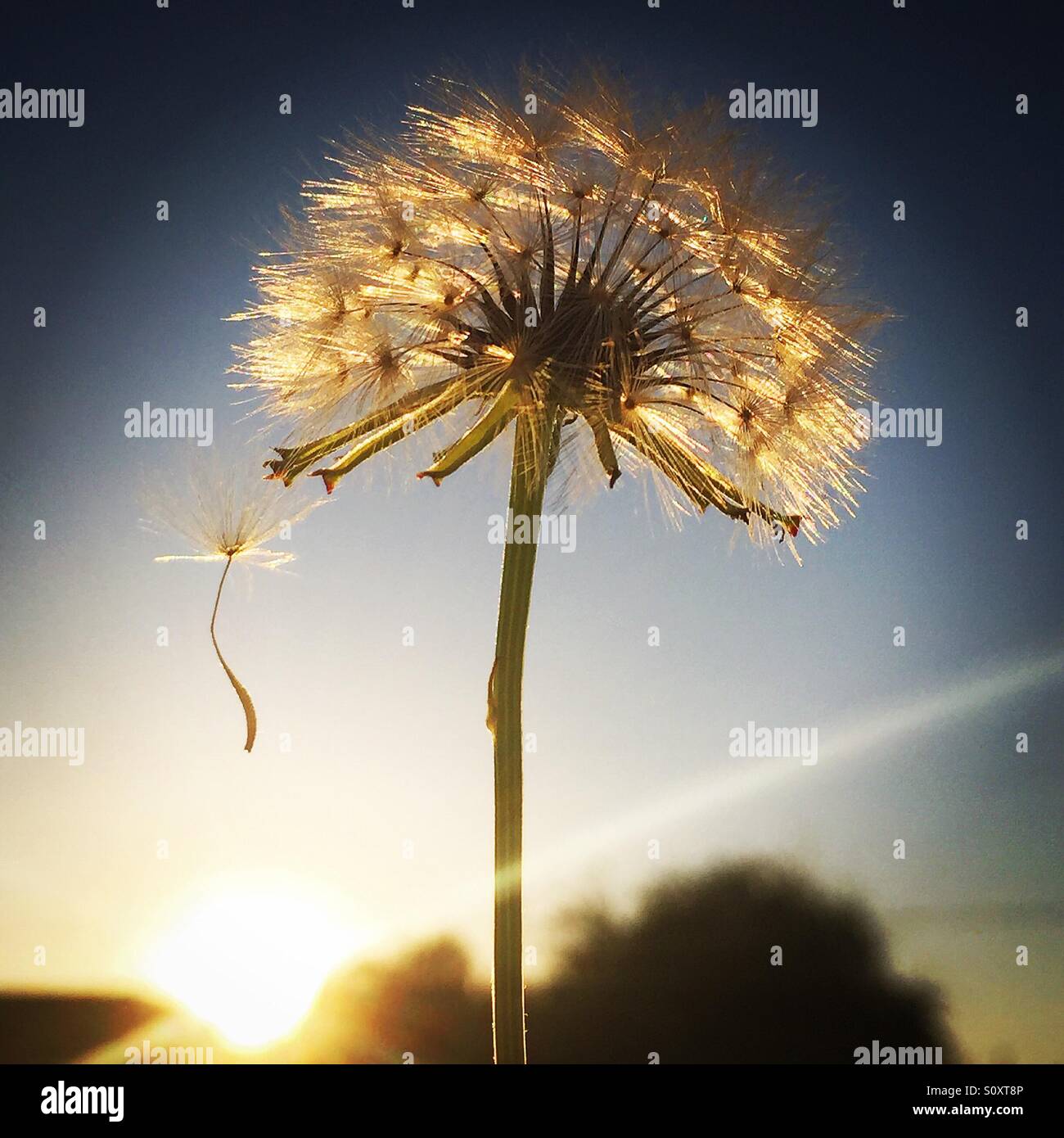 Make a wish. Dandelion dangling a wish. Stock Photo