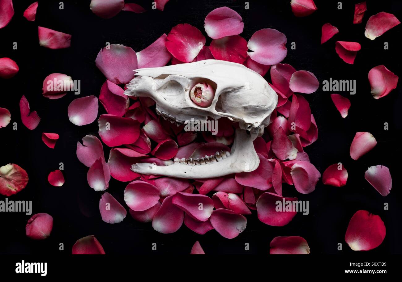 Animal skull on a bed of petals Stock Photo