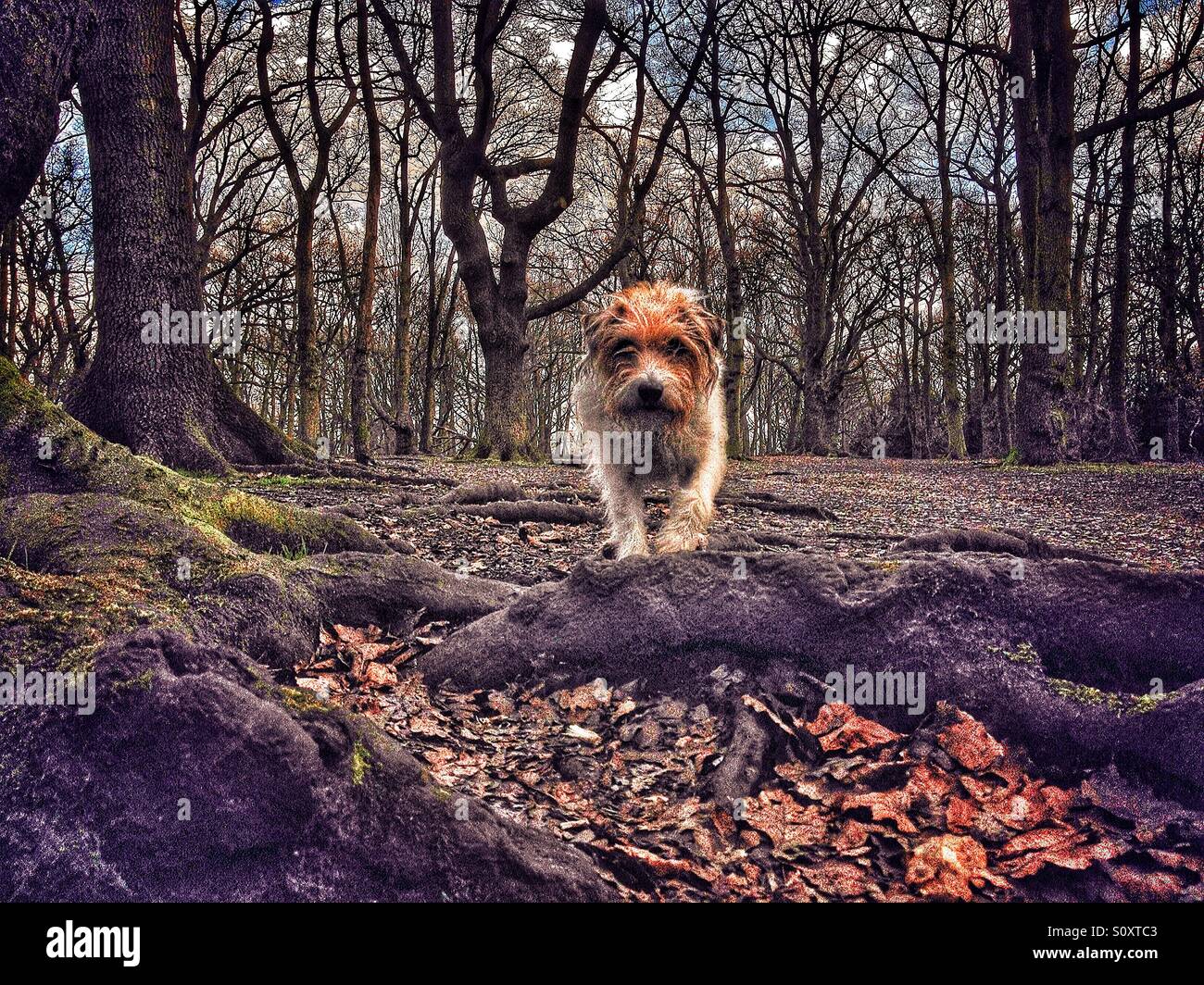 Dog running in a wood Stock Photo Alamy