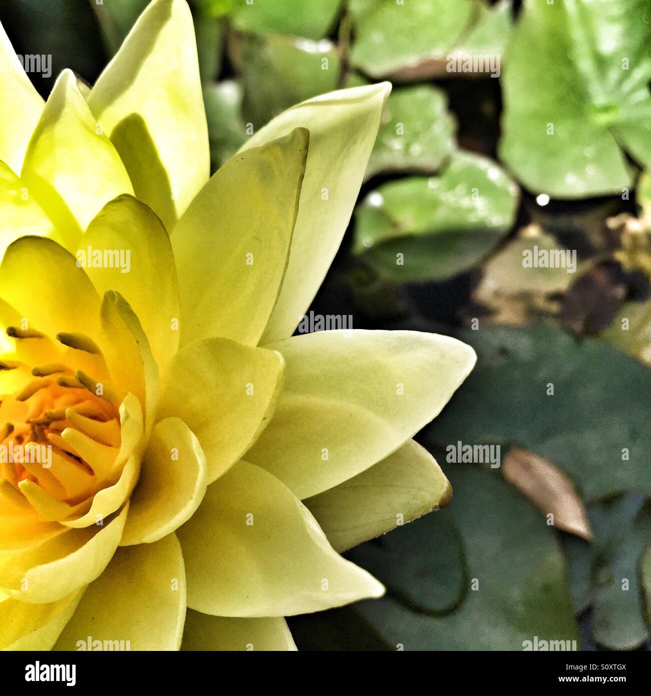 Lilly pad flower los angeles Stock Photo Alamy