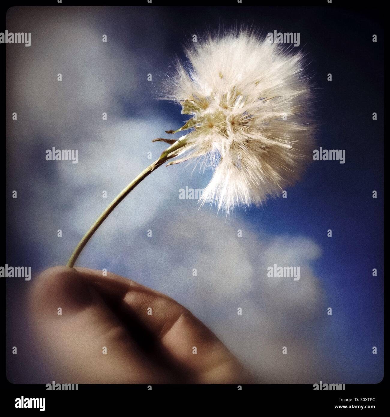 A flower seed-head against a vivid sky. Stock Photo
